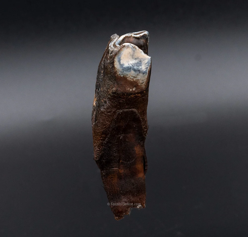 Juvenile Woolly Rhino Tooth w/ Roots - Image 4