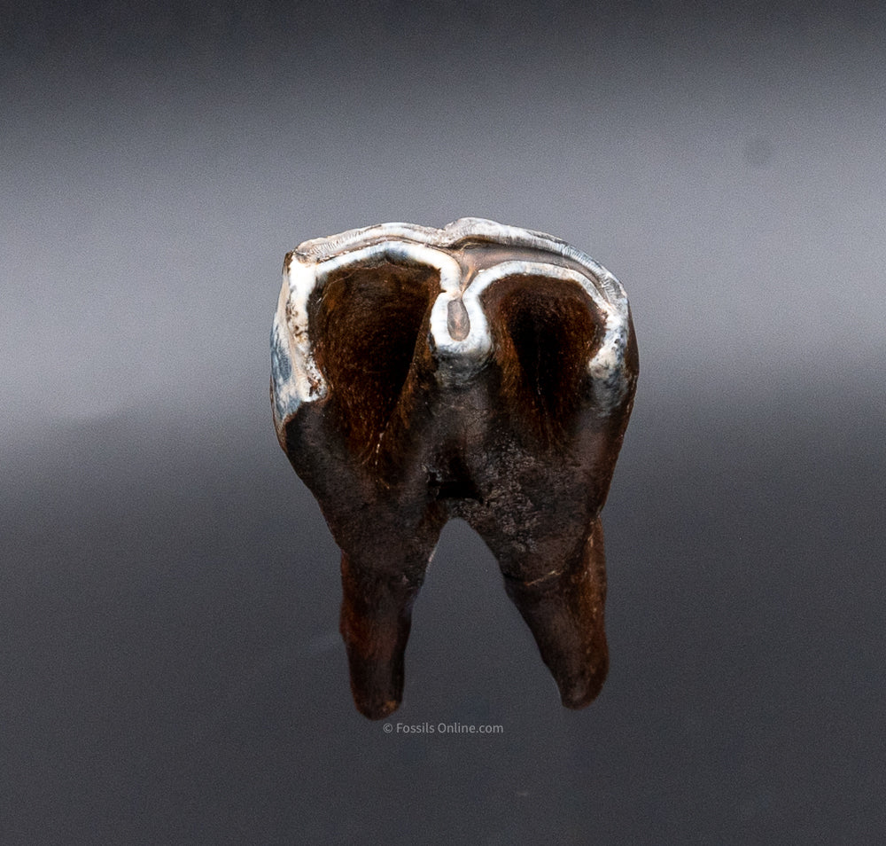 Juvenile Woolly Rhino Tooth w/ Roots - Image 5