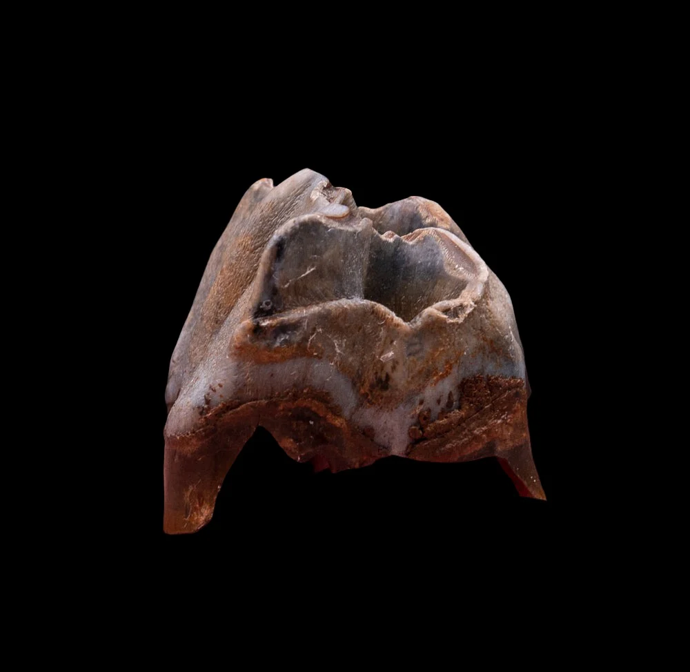 Juvenile Deciduous Woolly Rhino Tooth - Image 3
