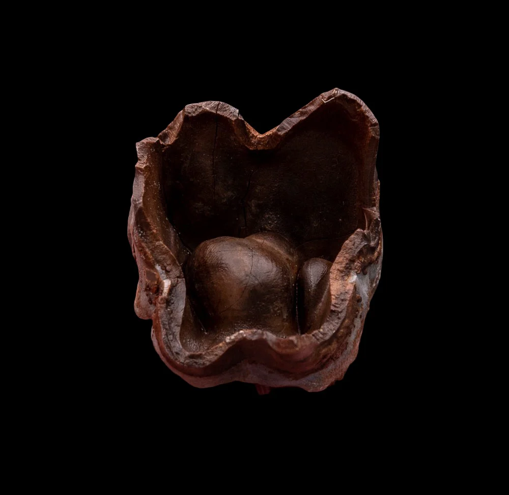 Juvenile Deciduous Woolly Rhino Tooth - Image 4