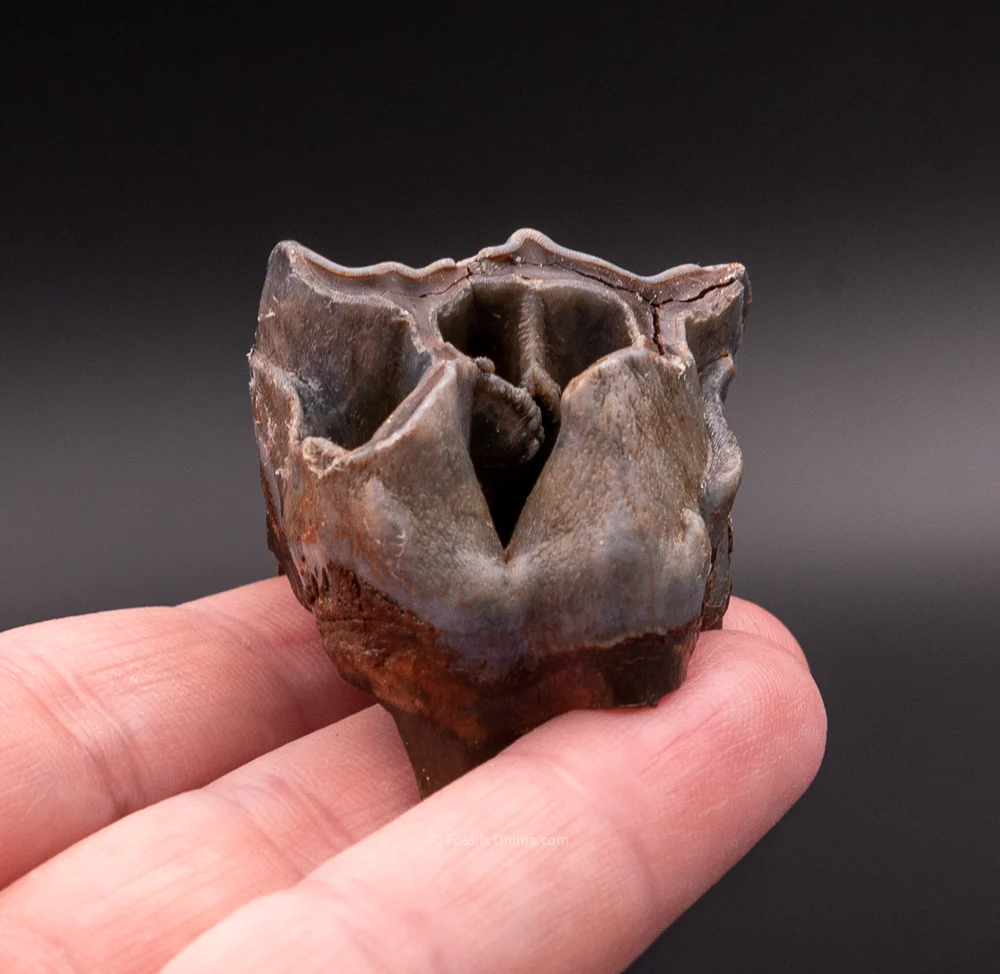 Juvenile Deciduous Woolly Rhino Tooth - Image 5