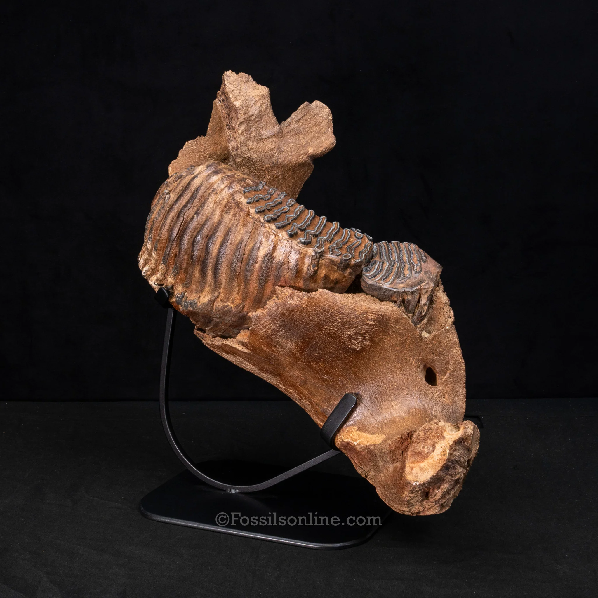 Woolly Mammoth Jaw with teeth - Image 3