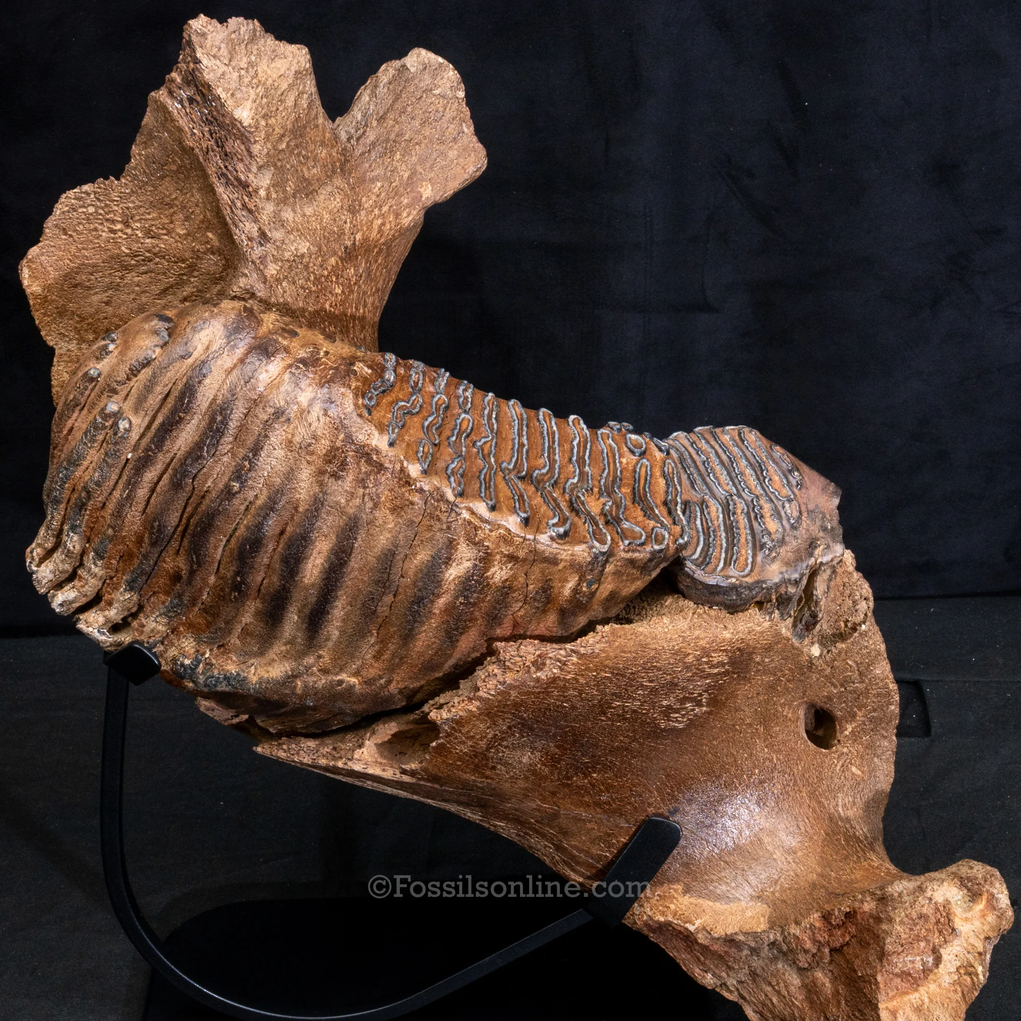 Woolly Mammoth Jaw with teeth - Image 4