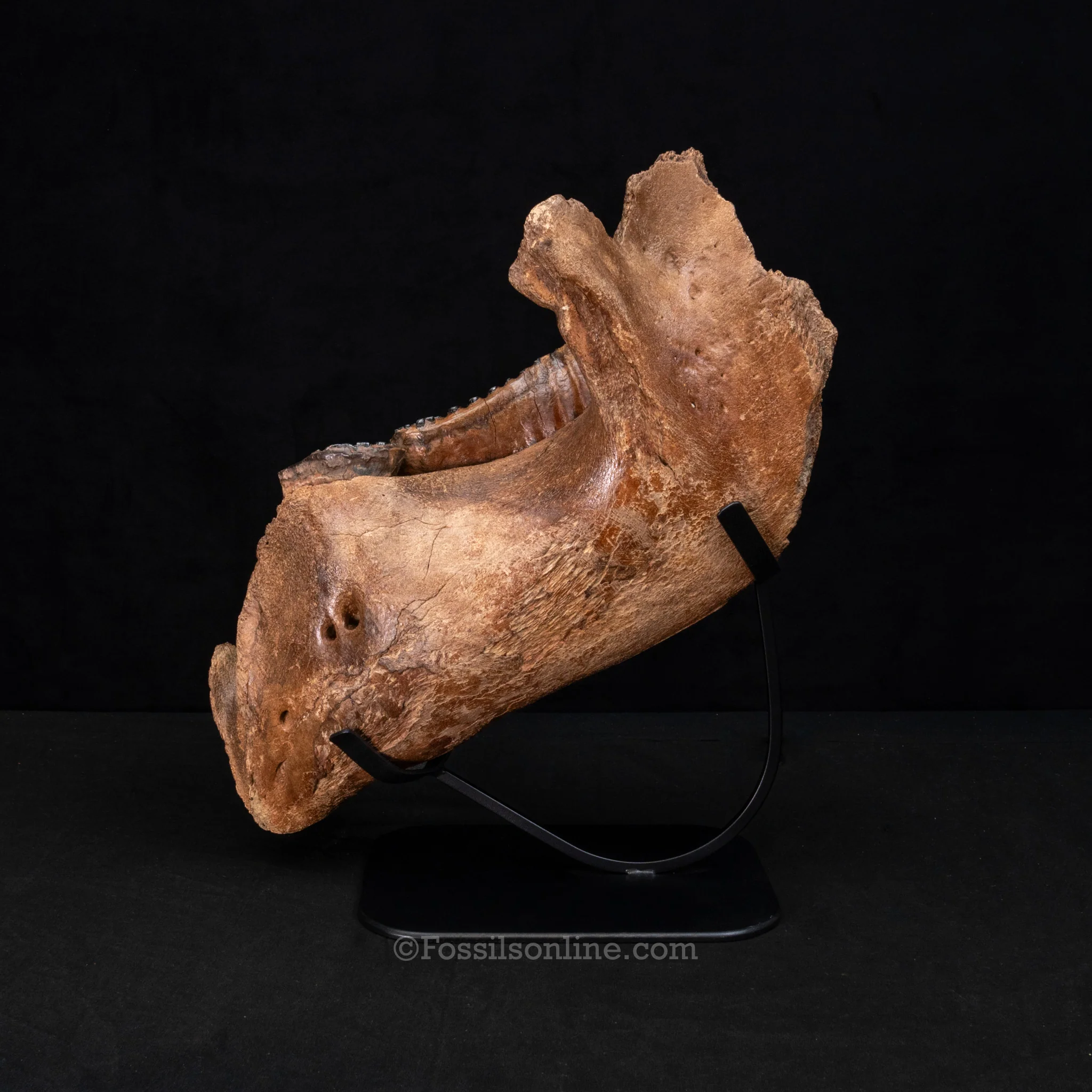 Woolly Mammoth Jaw with teeth - Image 5
