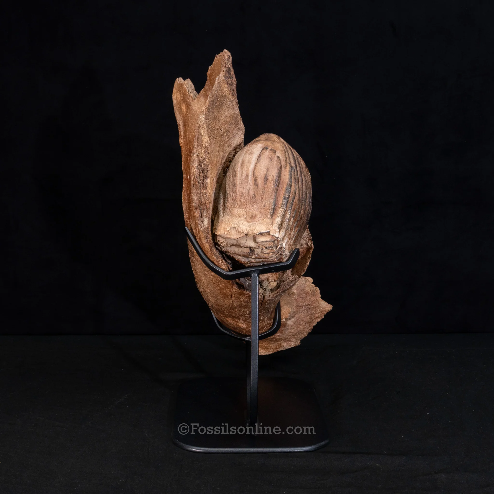 Woolly Mammoth Jaw with teeth - Image 6