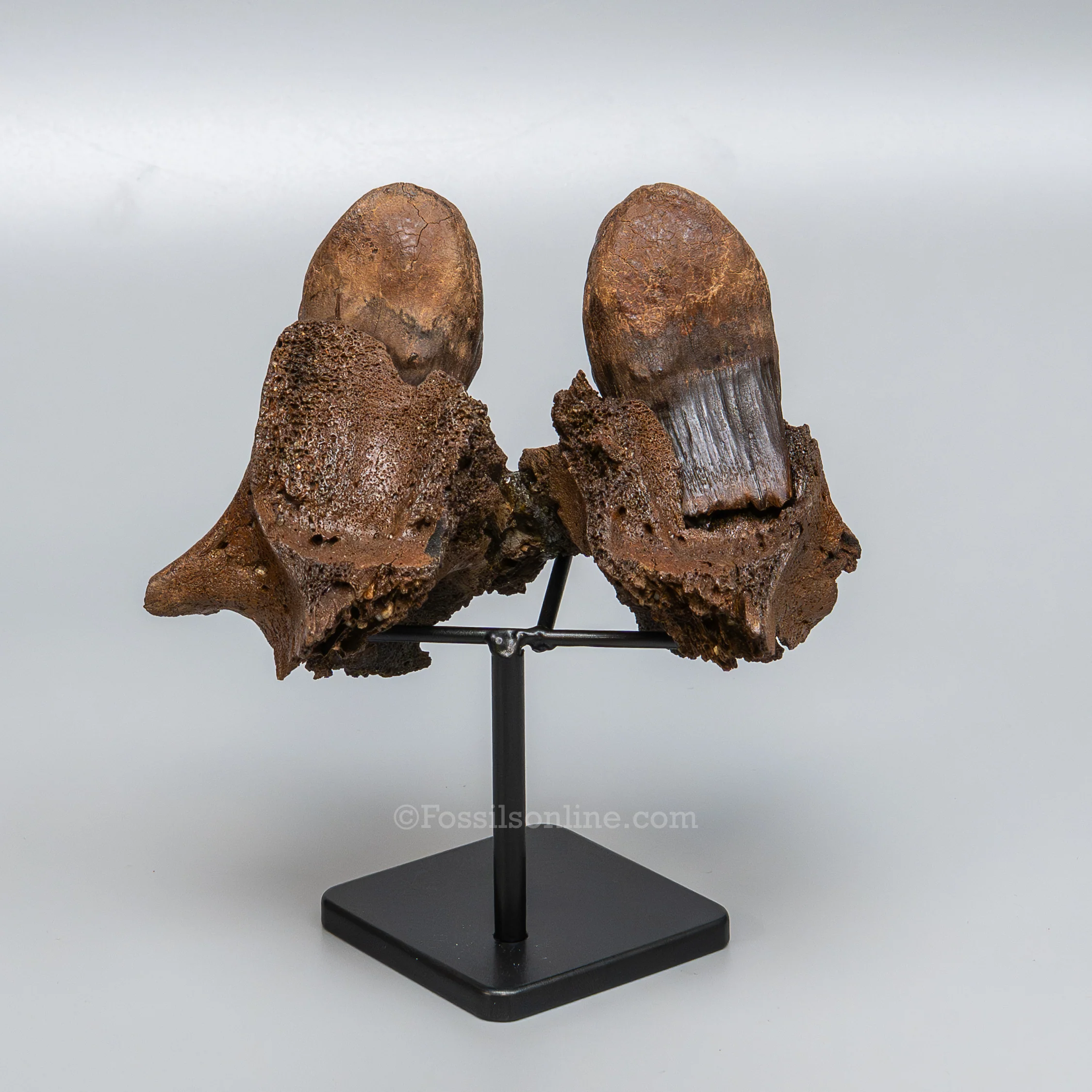 Juvenile Woolly Mammoth Maxilla on Display Stand - Image 3
