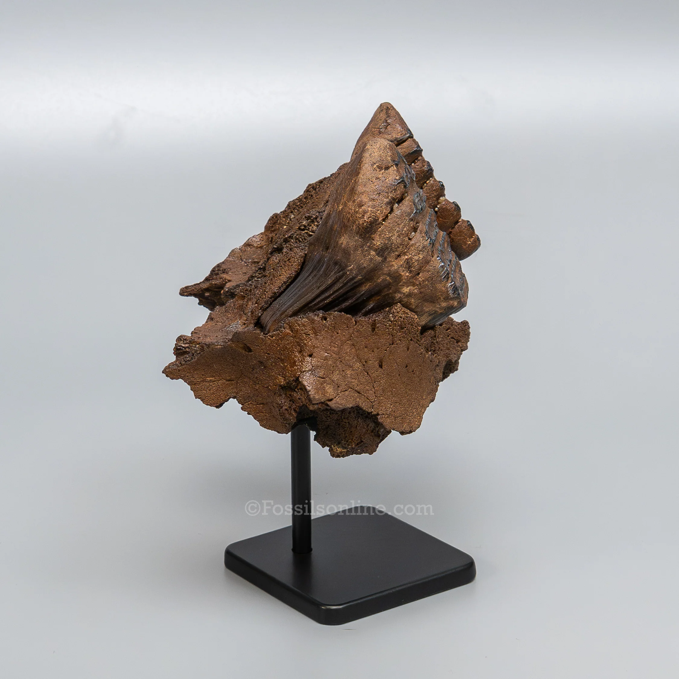 Juvenile Woolly Mammoth Maxilla on Display Stand - Image 4