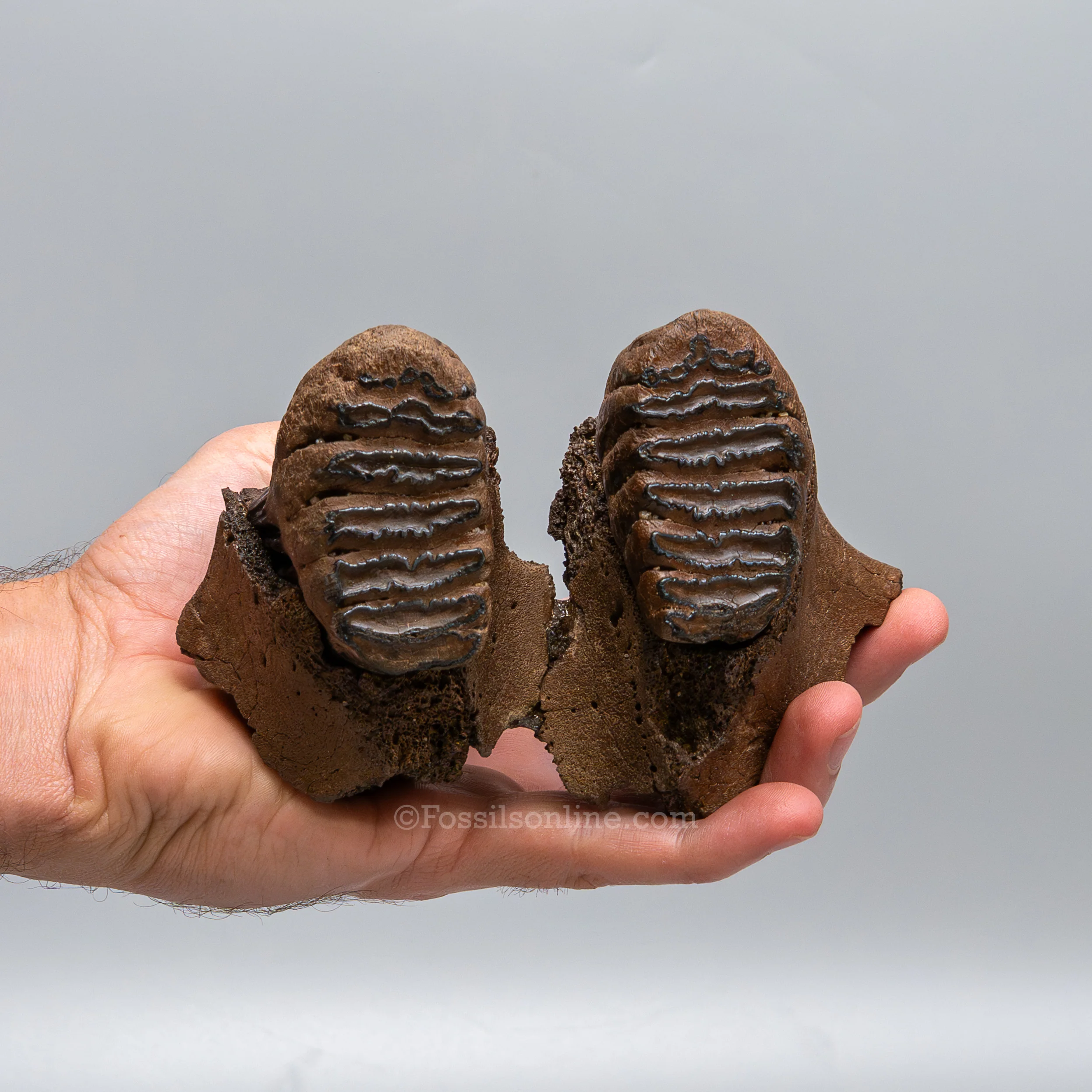 Juvenile Woolly Mammoth Maxilla on Display Stand - Image 5