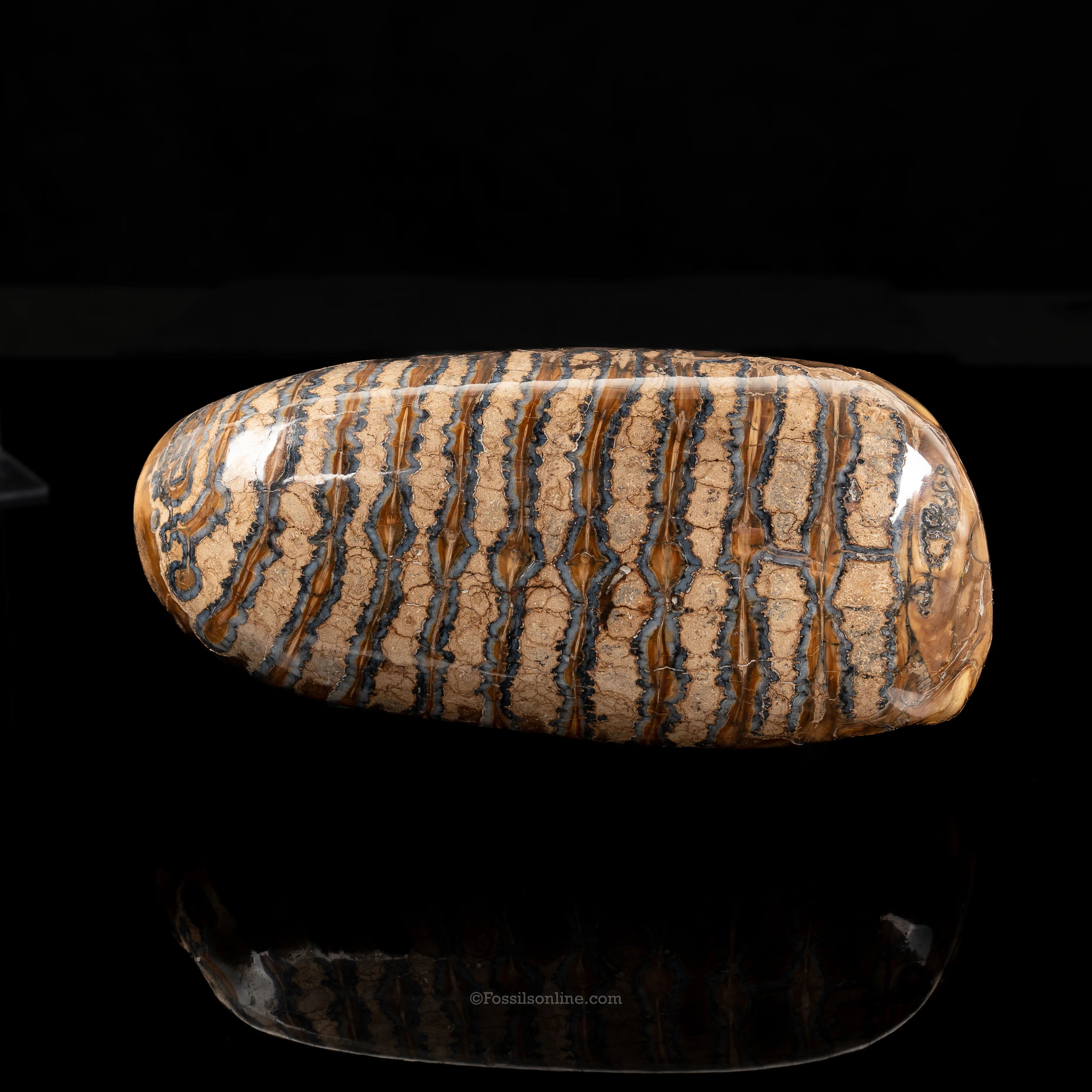Juvenile Woolly Mammoth Tooth - Image 3