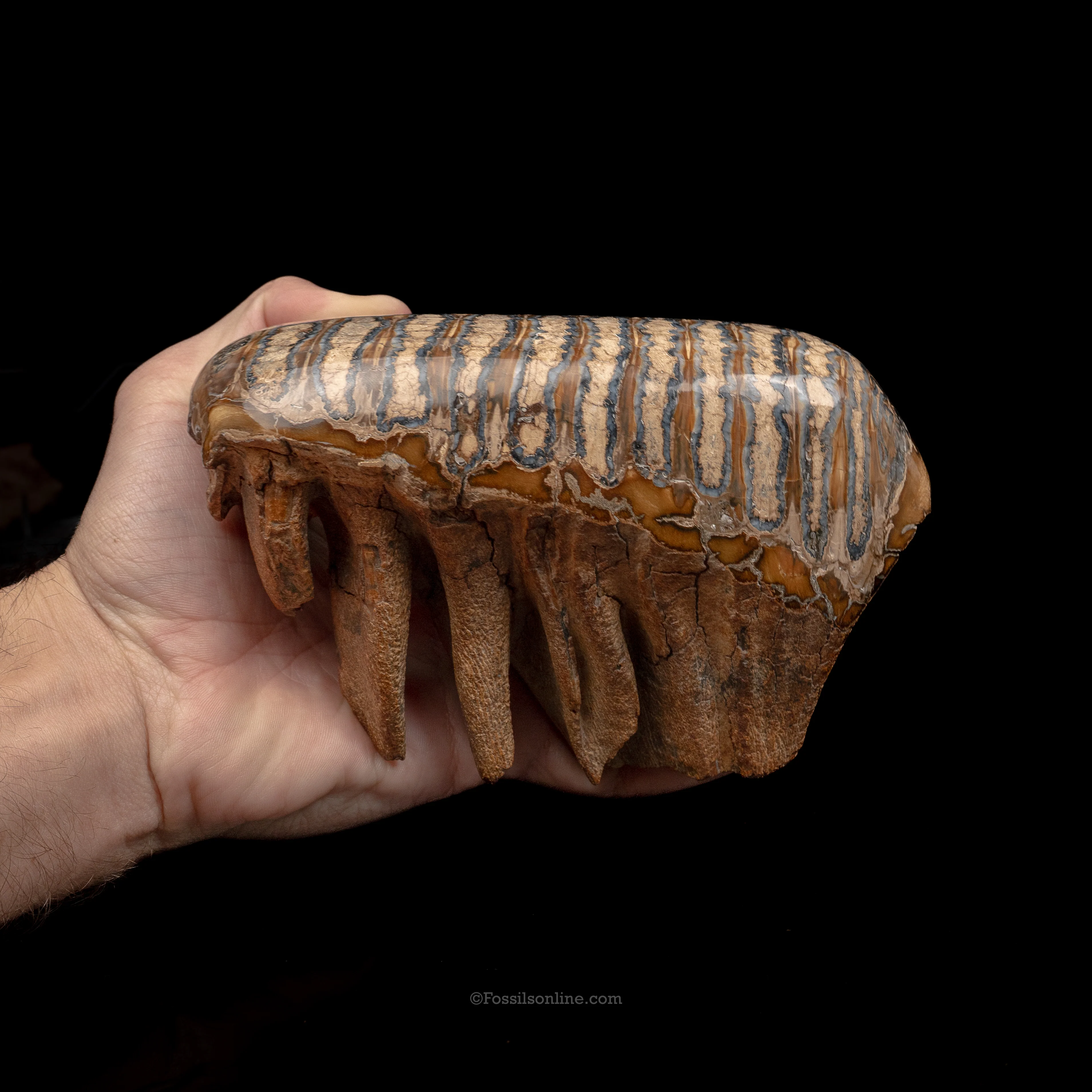 Juvenile Woolly Mammoth Tooth - Image 4