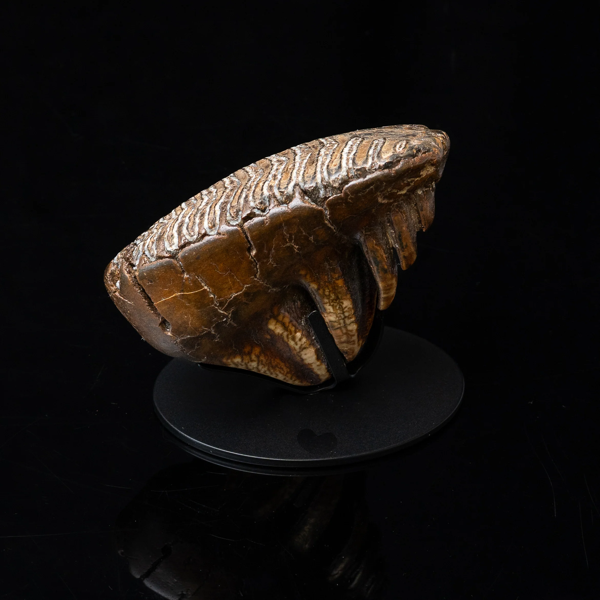 Juvenile Woolly Mammoth Tooth on Display Stand - Image 3