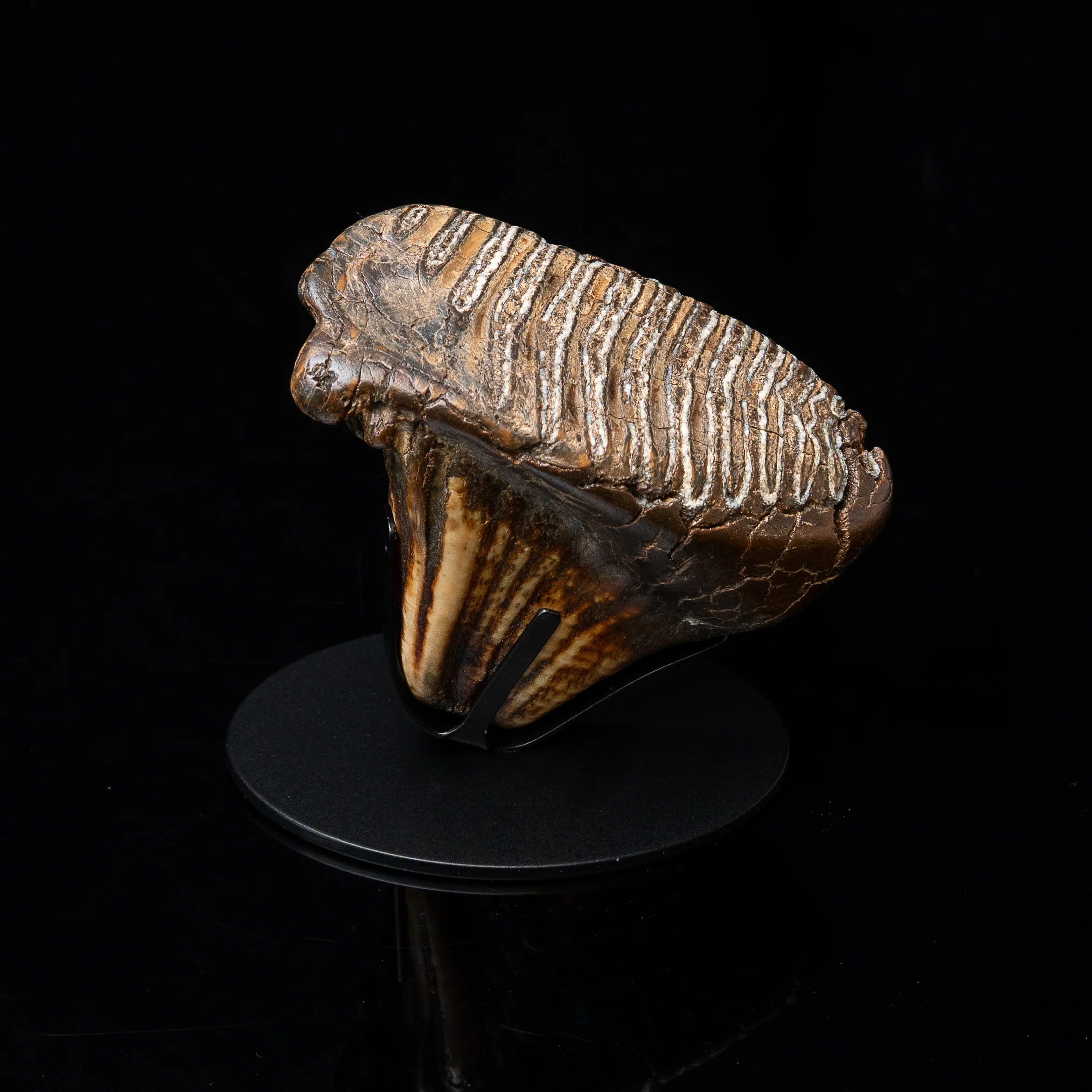 Juvenile Woolly Mammoth Tooth on Display Stand - Image 4