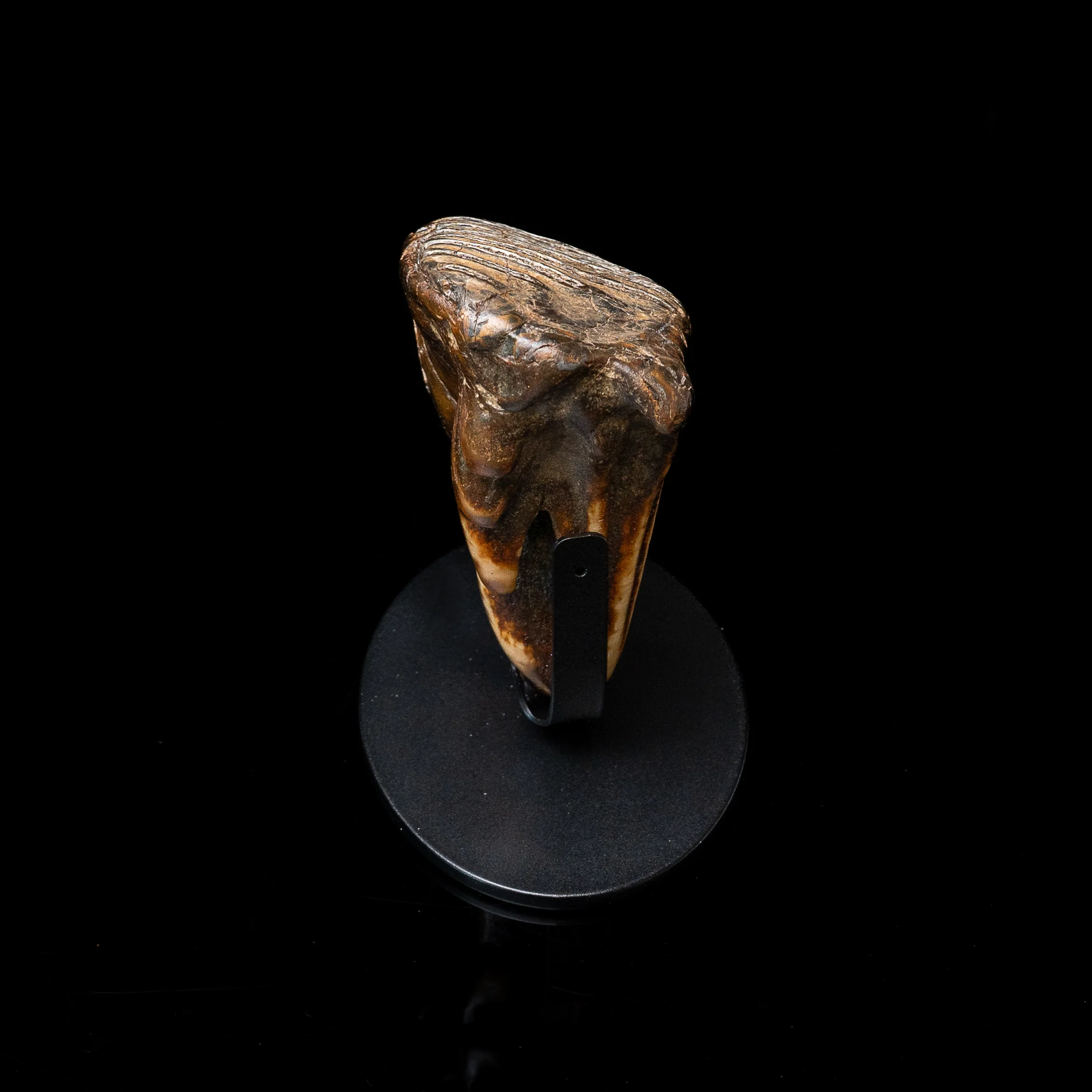 Juvenile Woolly Mammoth Tooth on Display Stand - Image 5