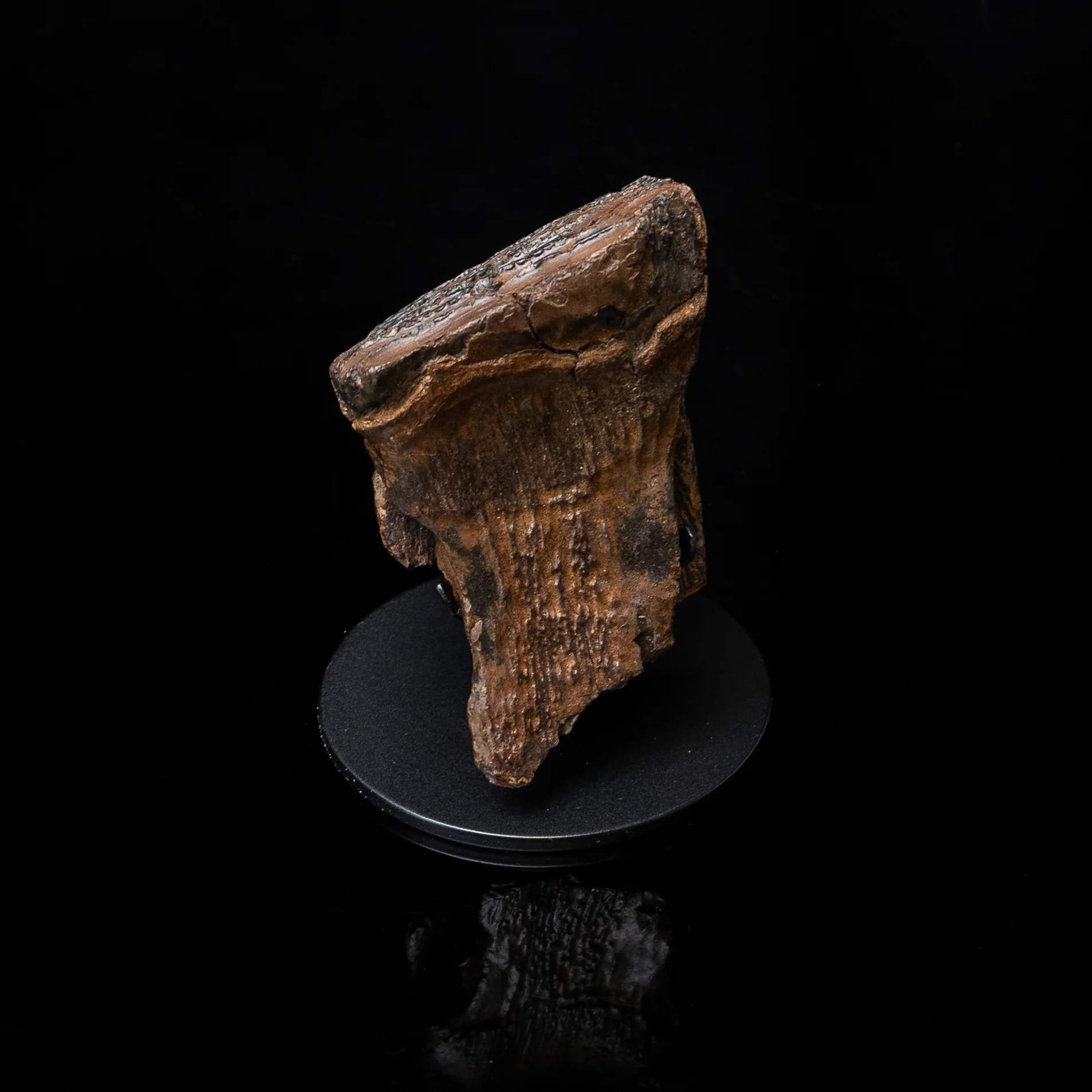 Juvenile Woolly Mammoth Tooth on Display Stand - Image 3