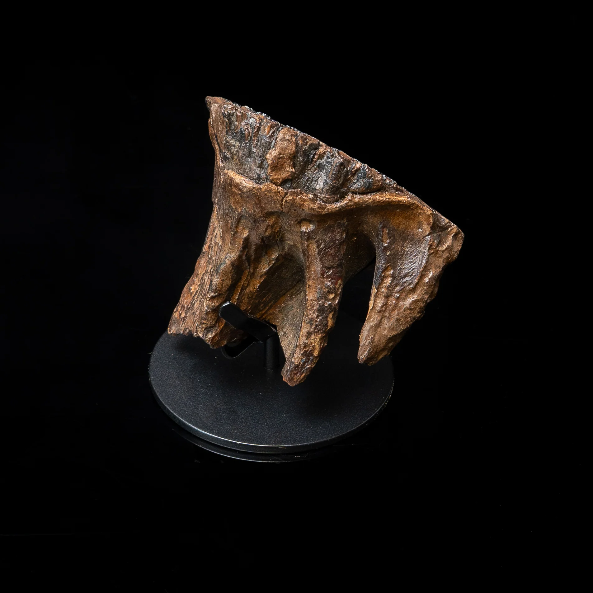 Juvenile Woolly Mammoth Tooth on Display Stand - Image 4