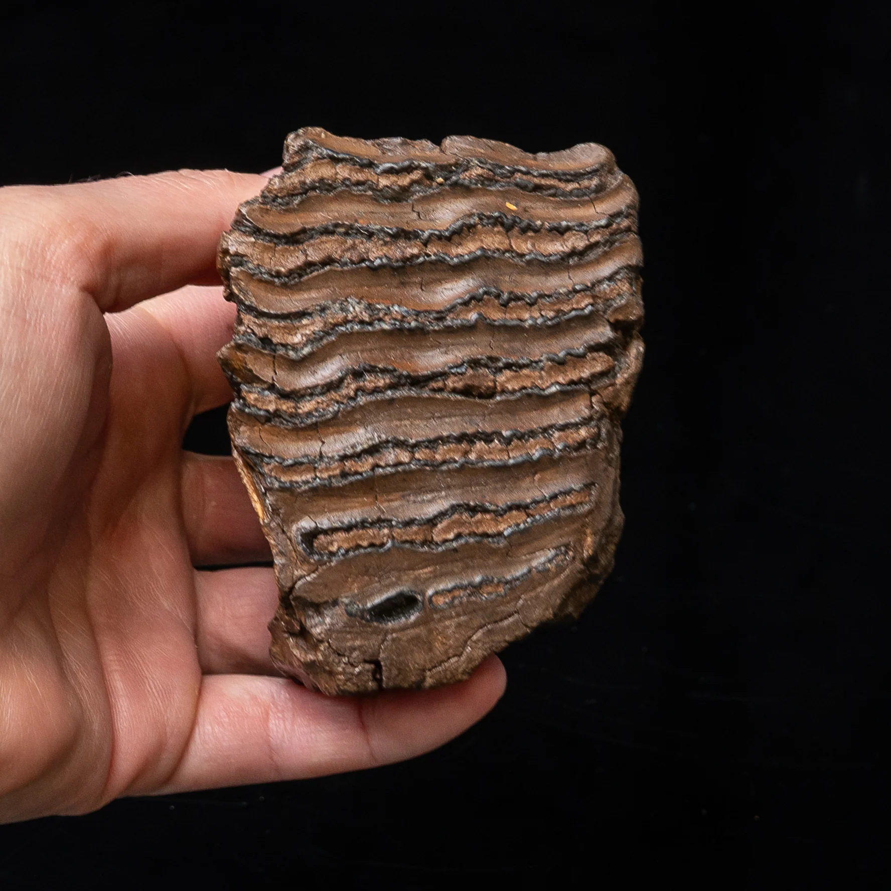 Juvenile Woolly Mammoth Tooth on Display Stand - Image 5