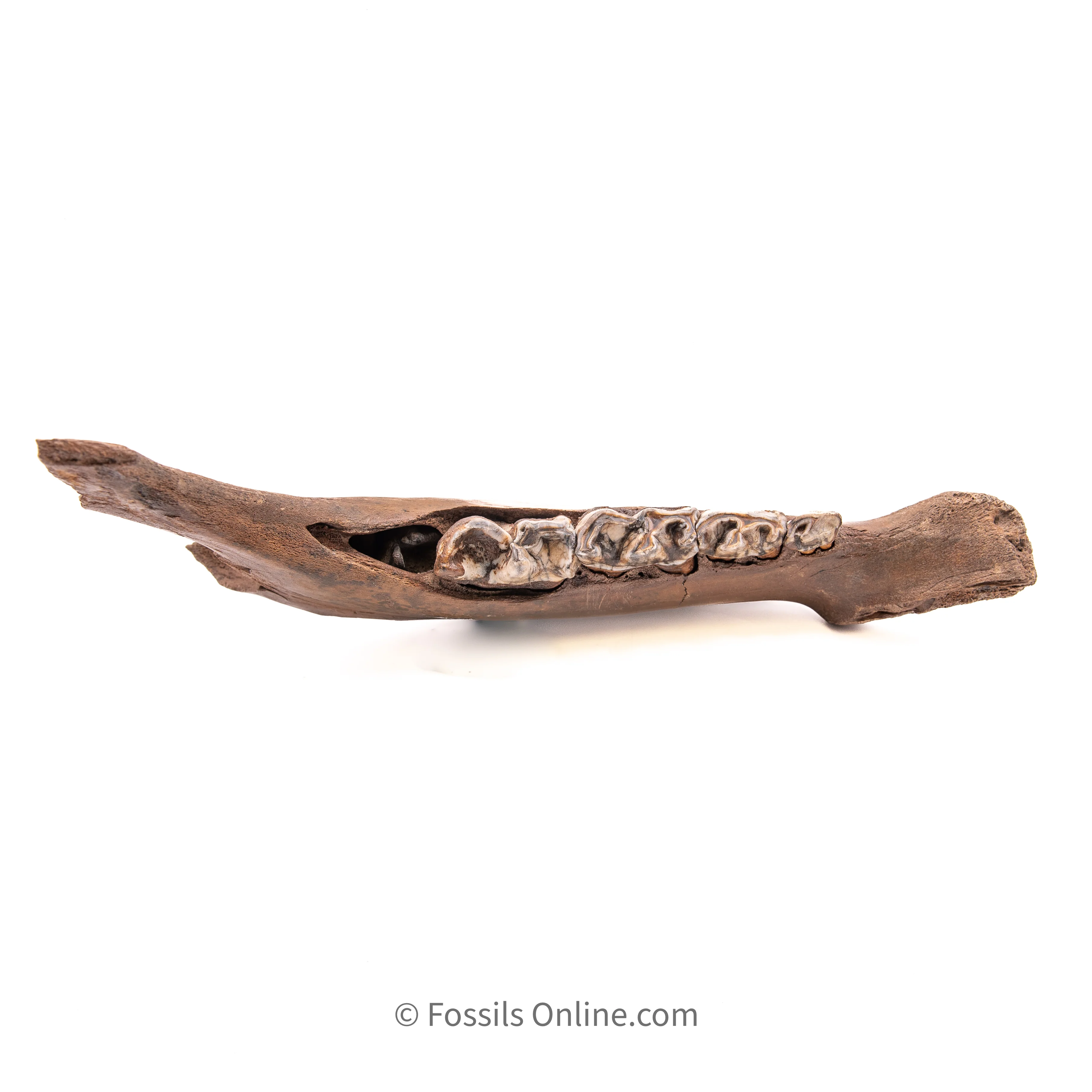 Juvenile Woolly Rhino Jaw from Siberia - Image 3