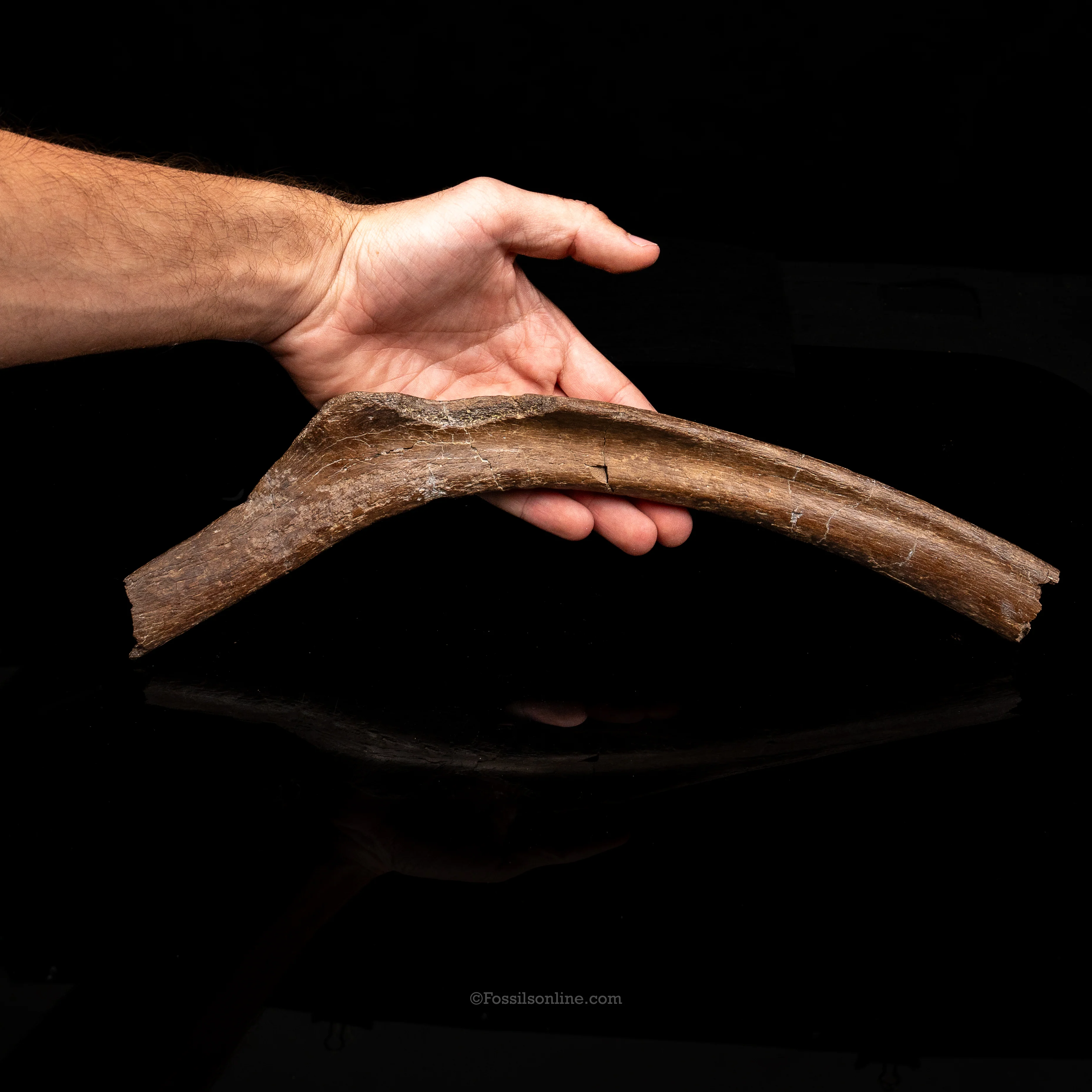 Large Dinosaur Rib - Image 3