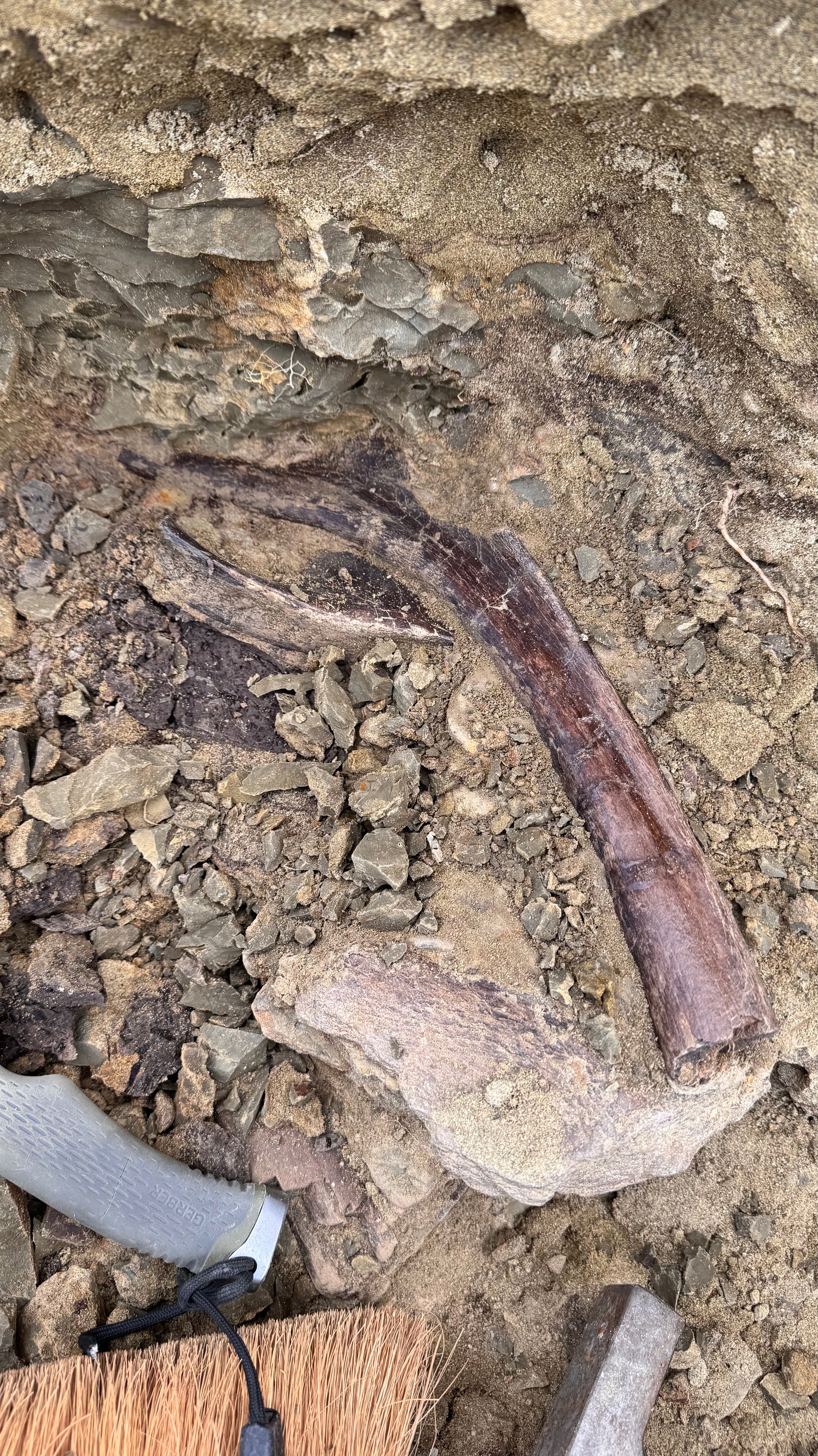Large Dinosaur Rib - Image 5