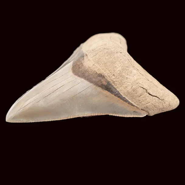 Lee Creek Megalodon Shark Tooth   3.89” - Image 3