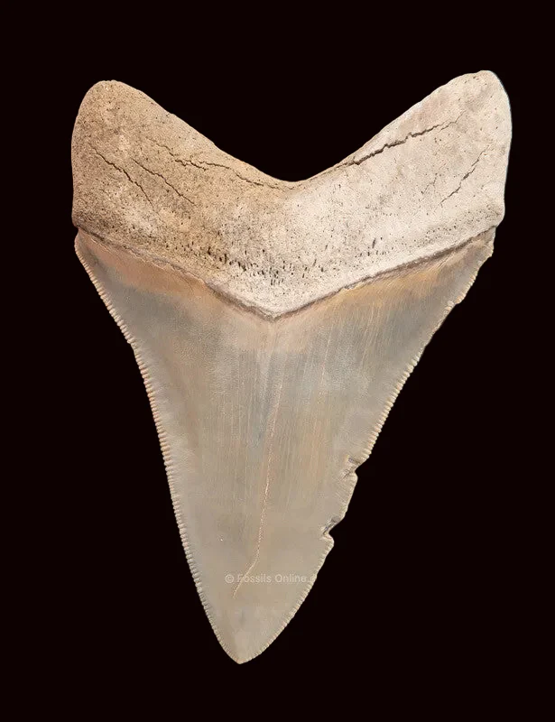 Lee Creek Megalodon Shark Tooth   3.89” - Image 4