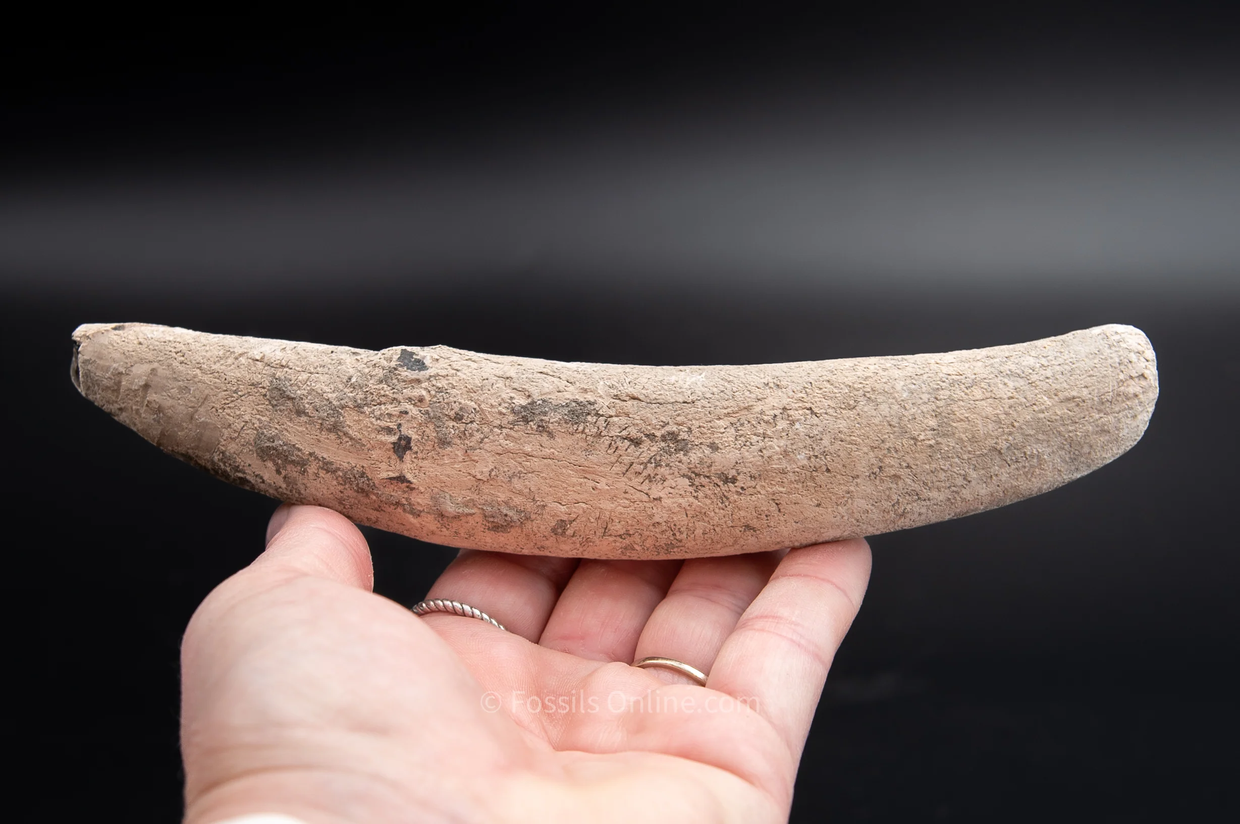 Lee Creek Whale Tooth 6.75" - Image 3