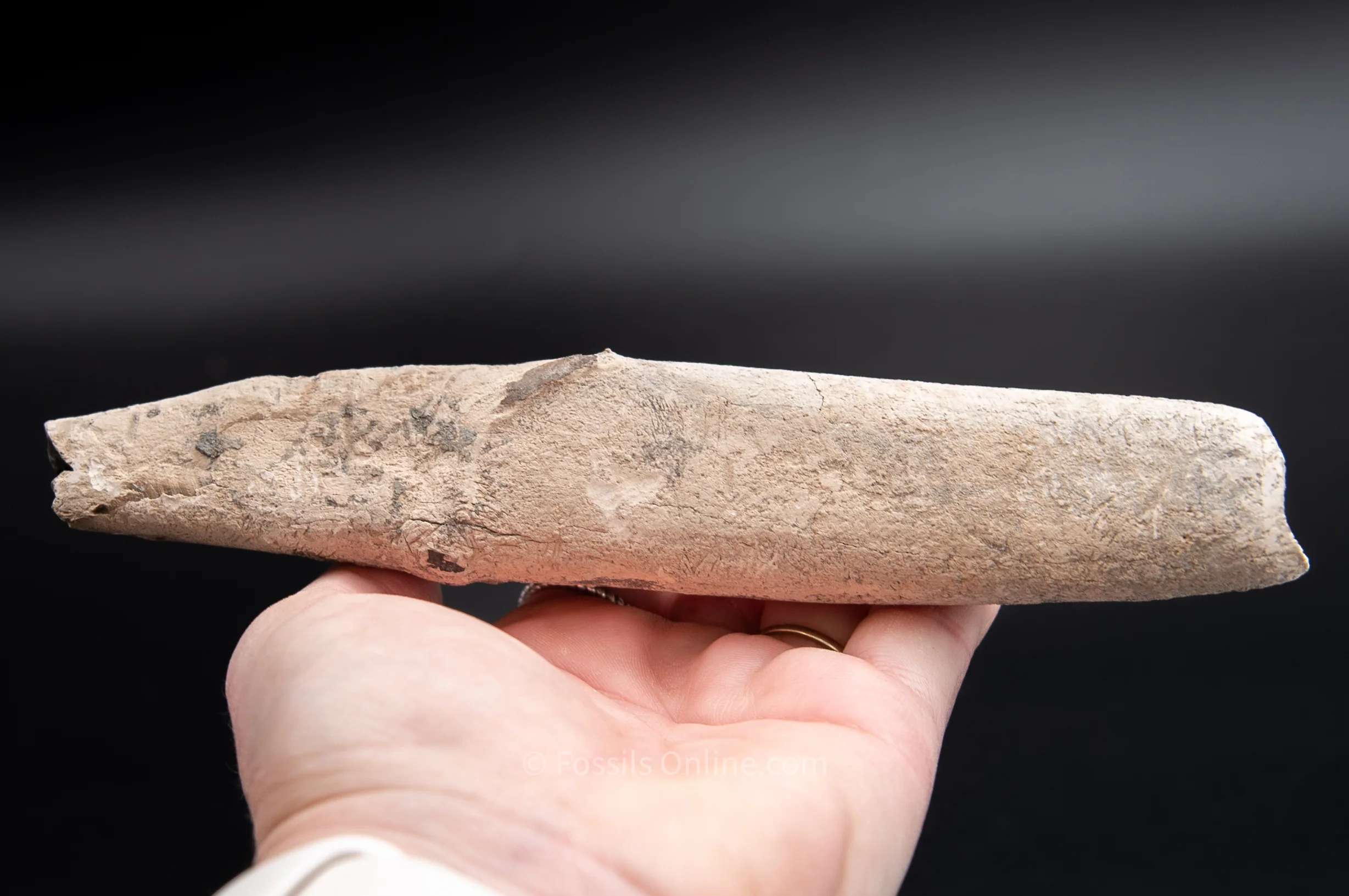 Lee Creek Whale Tooth 6.75" - Image 4