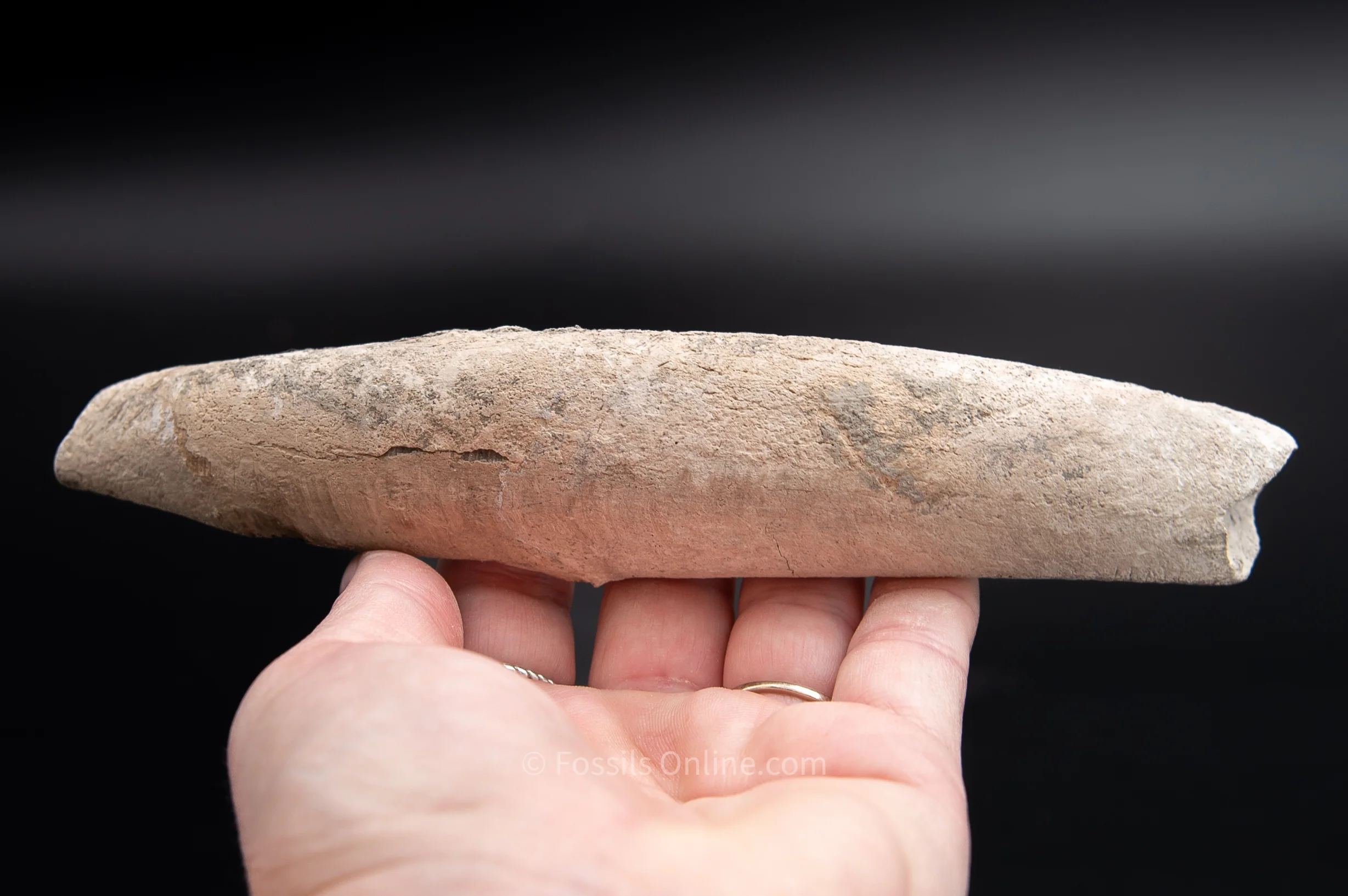 Lee Creek Whale Tooth 6.75" - Image 5