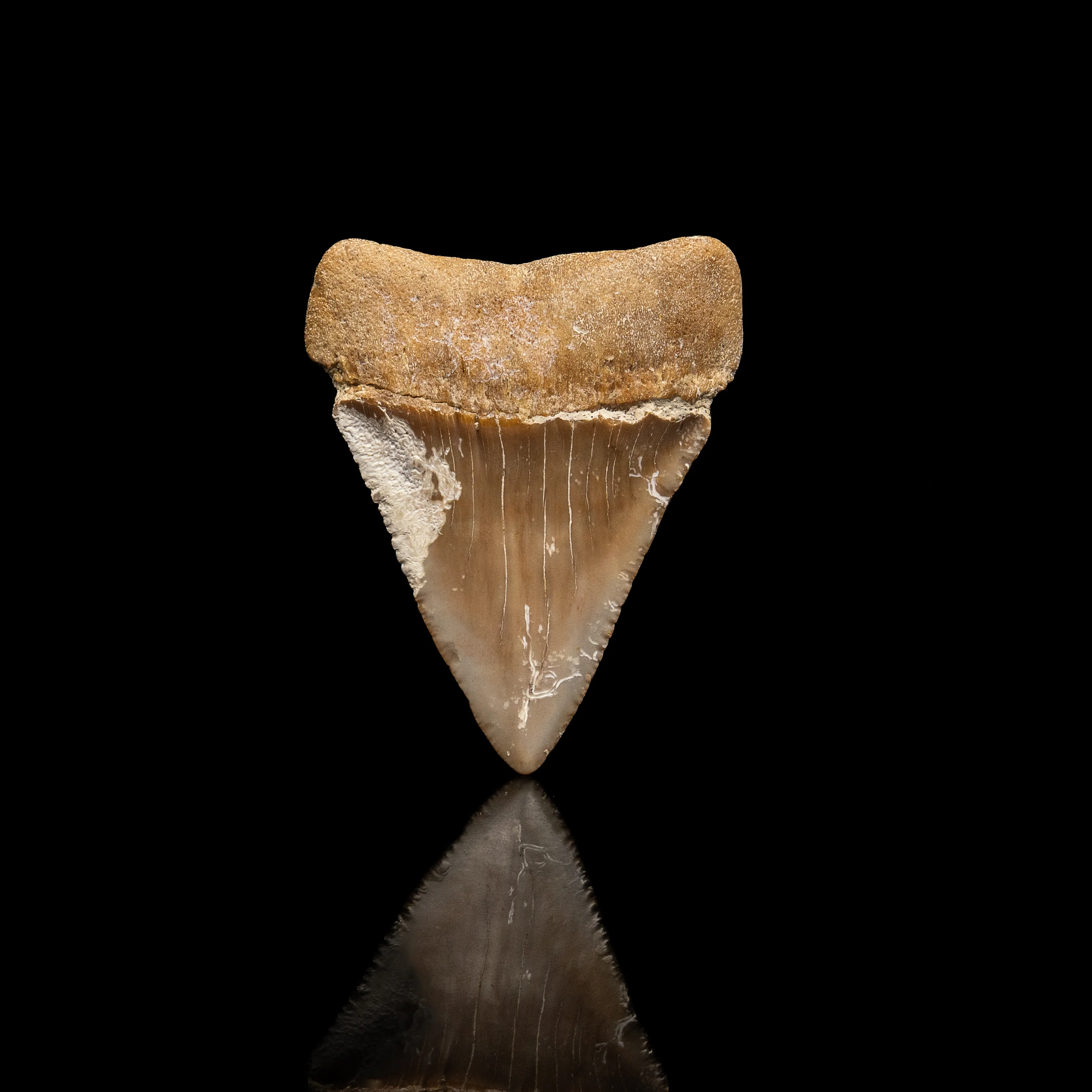 Large Fossil Great White 2.82" Baja California - Image 3