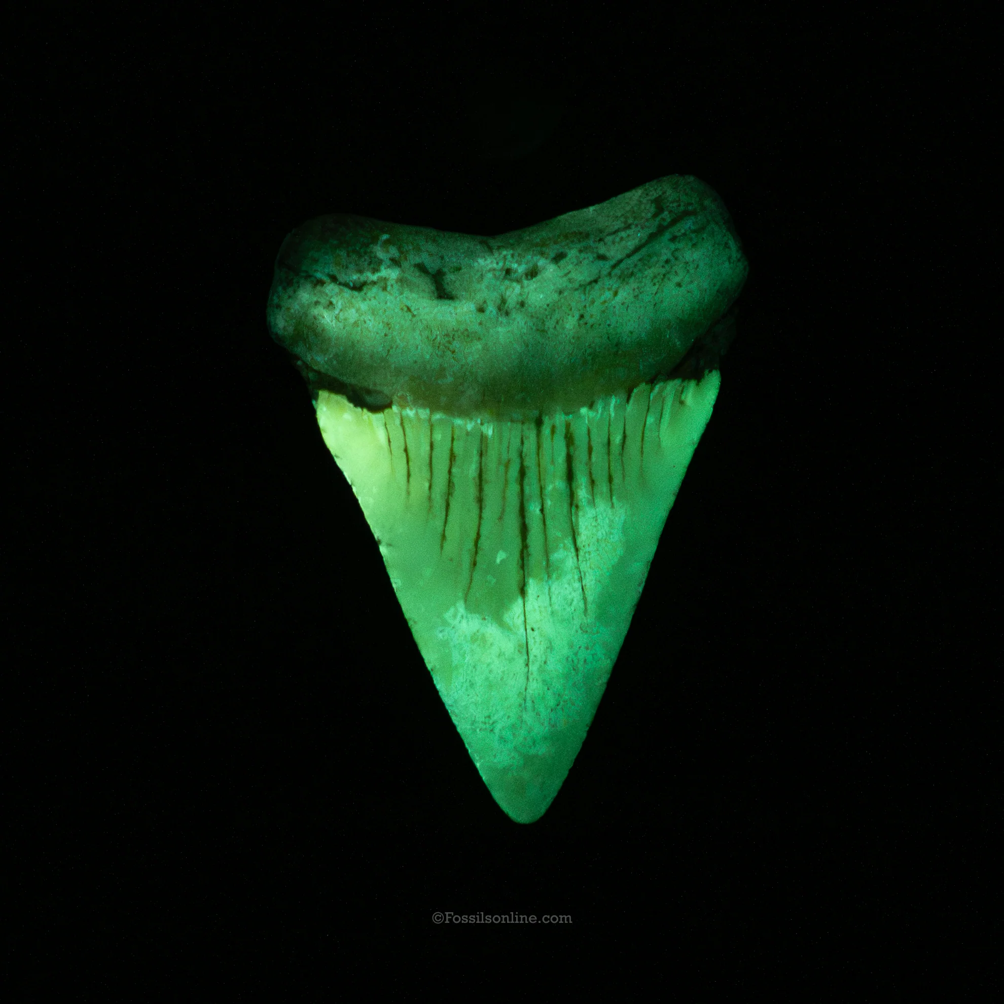 Large Fossil Great White 2.82" Baja California - Image 4