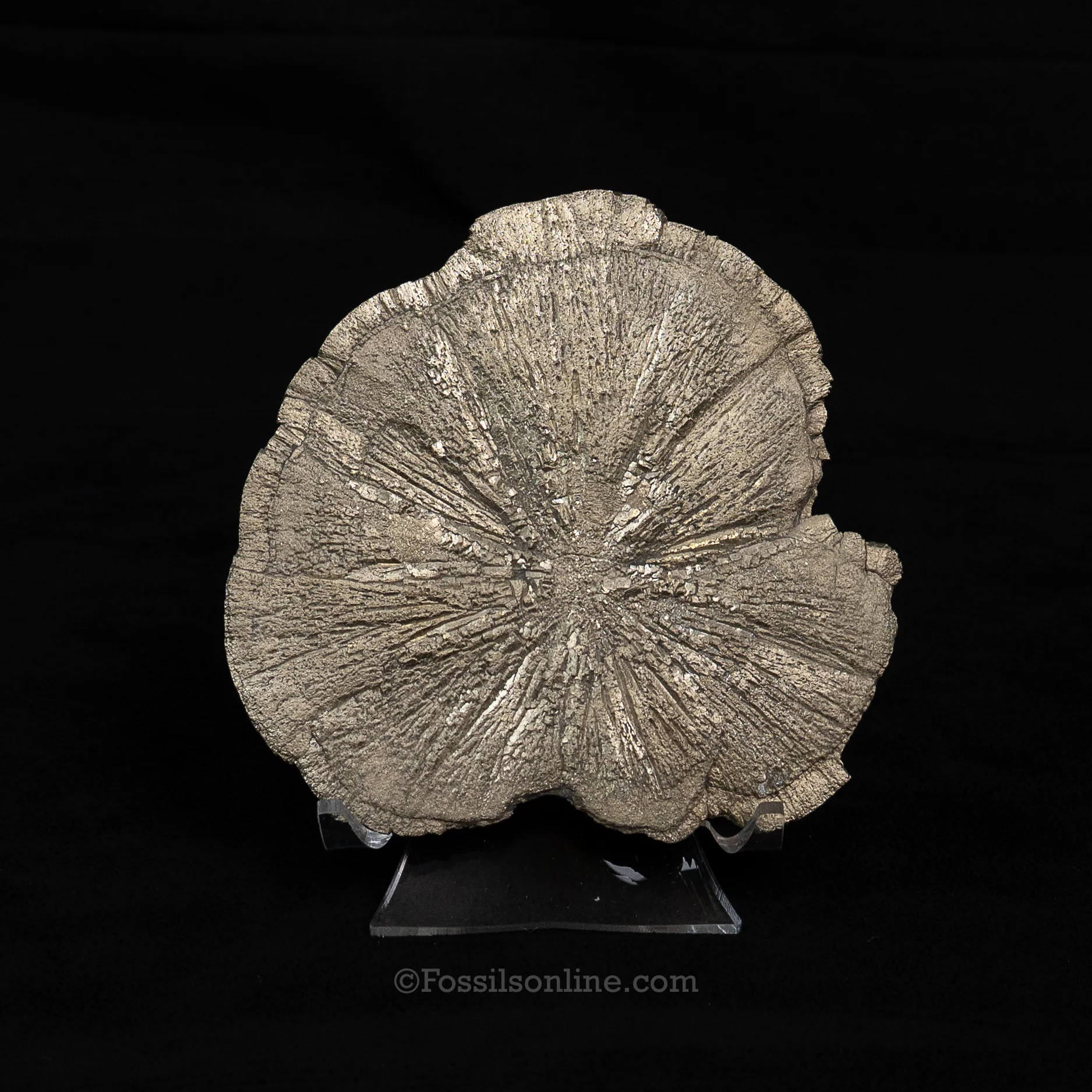 LG Pyrite Sun / Miner's Dollar 4.37" - Image 3