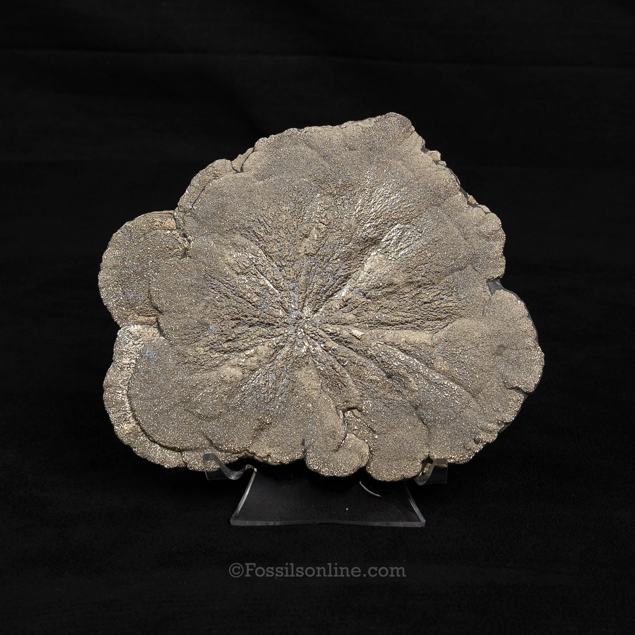 LG Pyrite Sun / Miner's Dollar 5.30" - Image 3