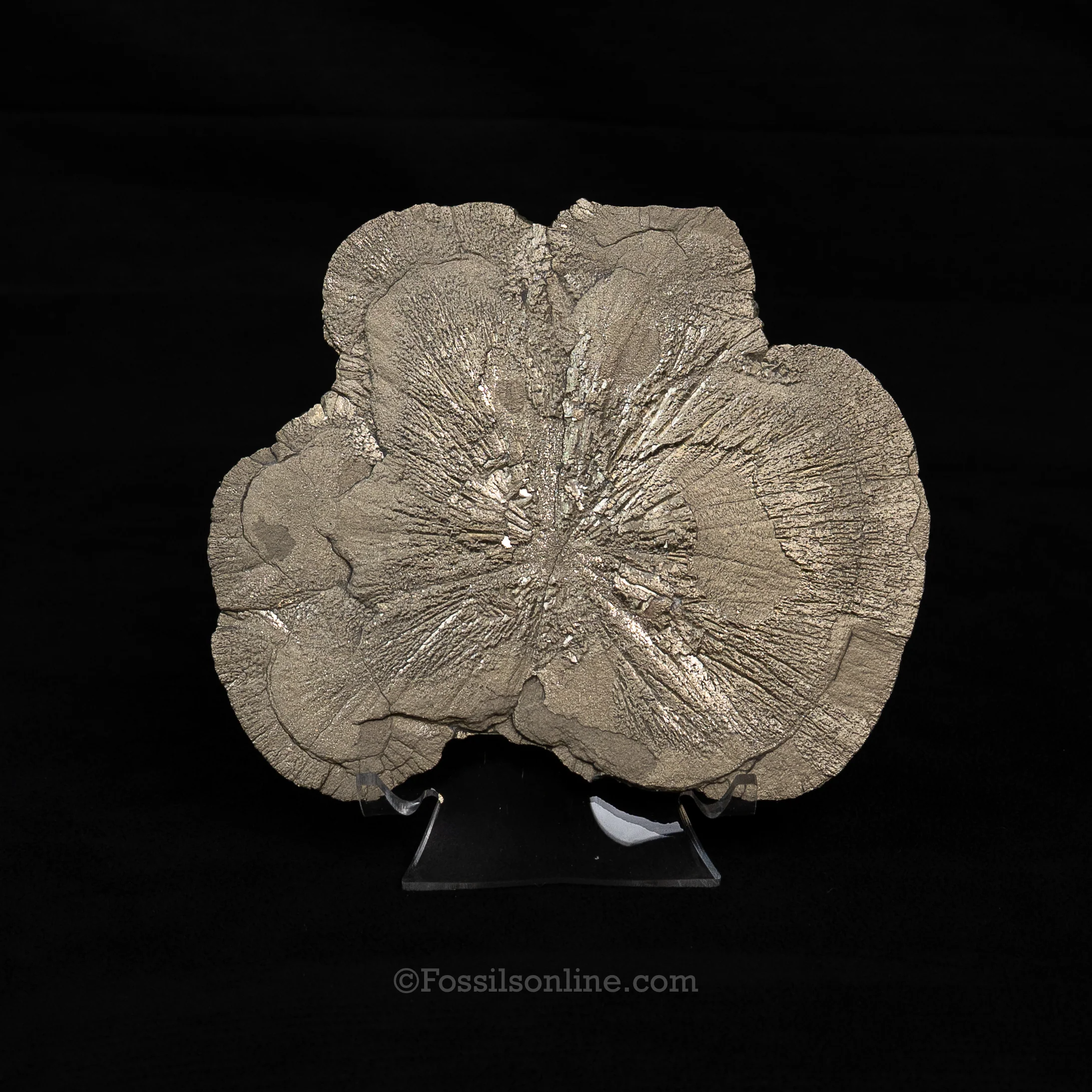 LG Pyrite Sun / Miner's Dollar 5.36" - Image 3