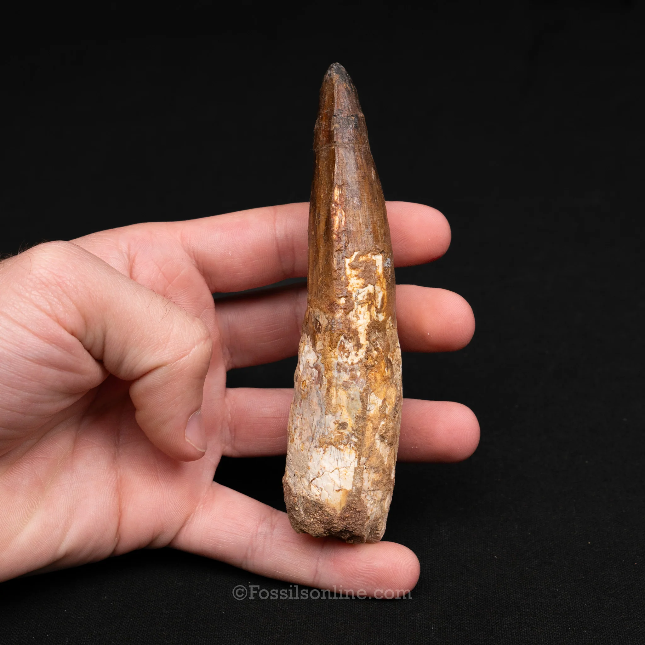 LG Spinosaurus Dinosaur Tooth 4.85" - Image 3