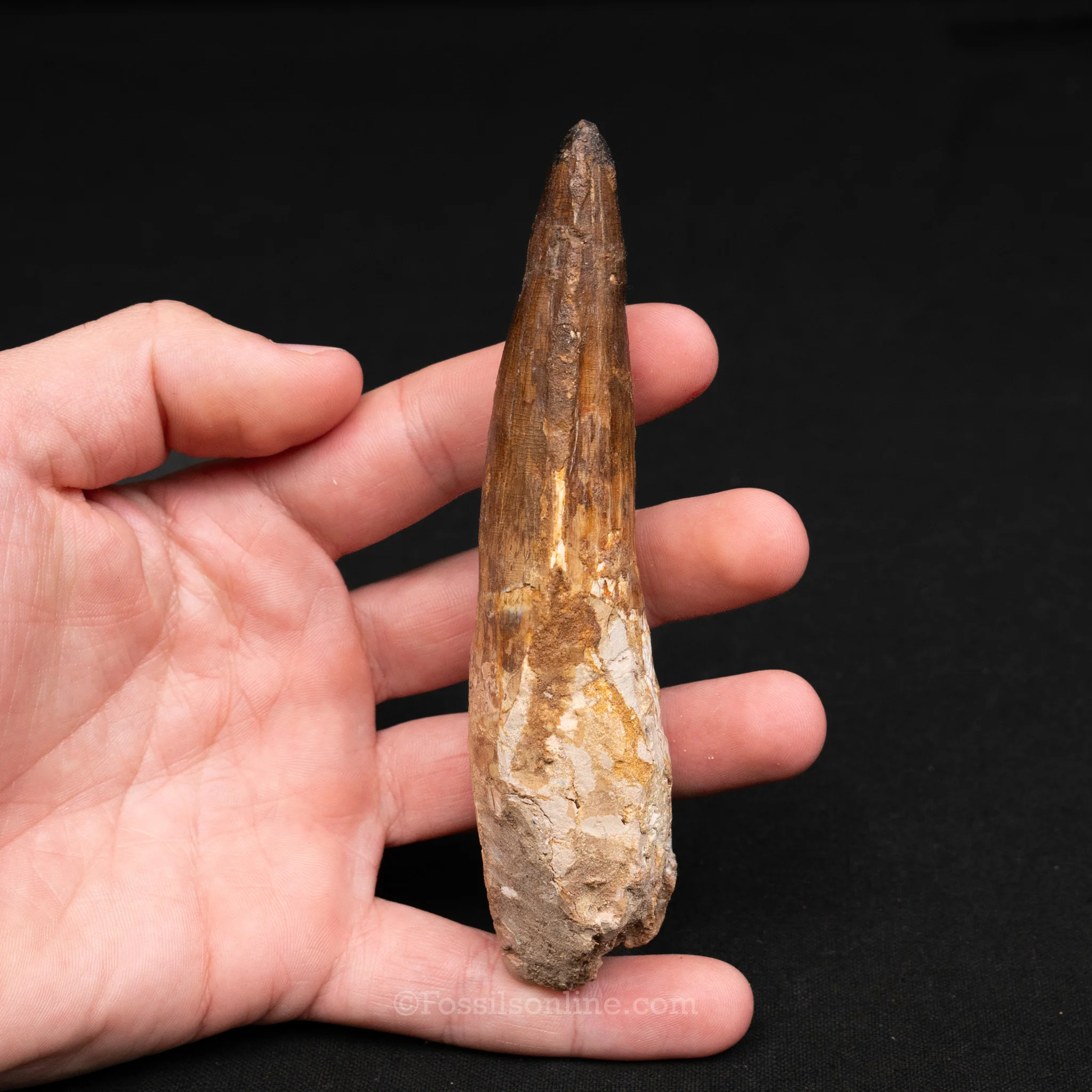 LG Spinosaurus Dinosaur Tooth 4.85" - Image 4