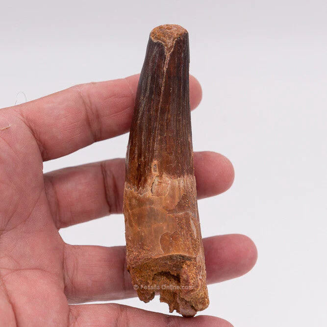 XLG Spinosaurus Dinosaur Tooth 4.31" - Image 3
