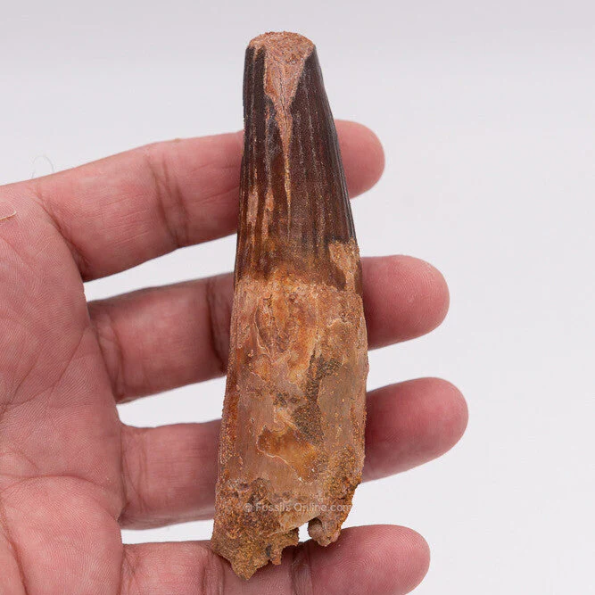 XLG Spinosaurus Dinosaur Tooth 4.31" - Image 4