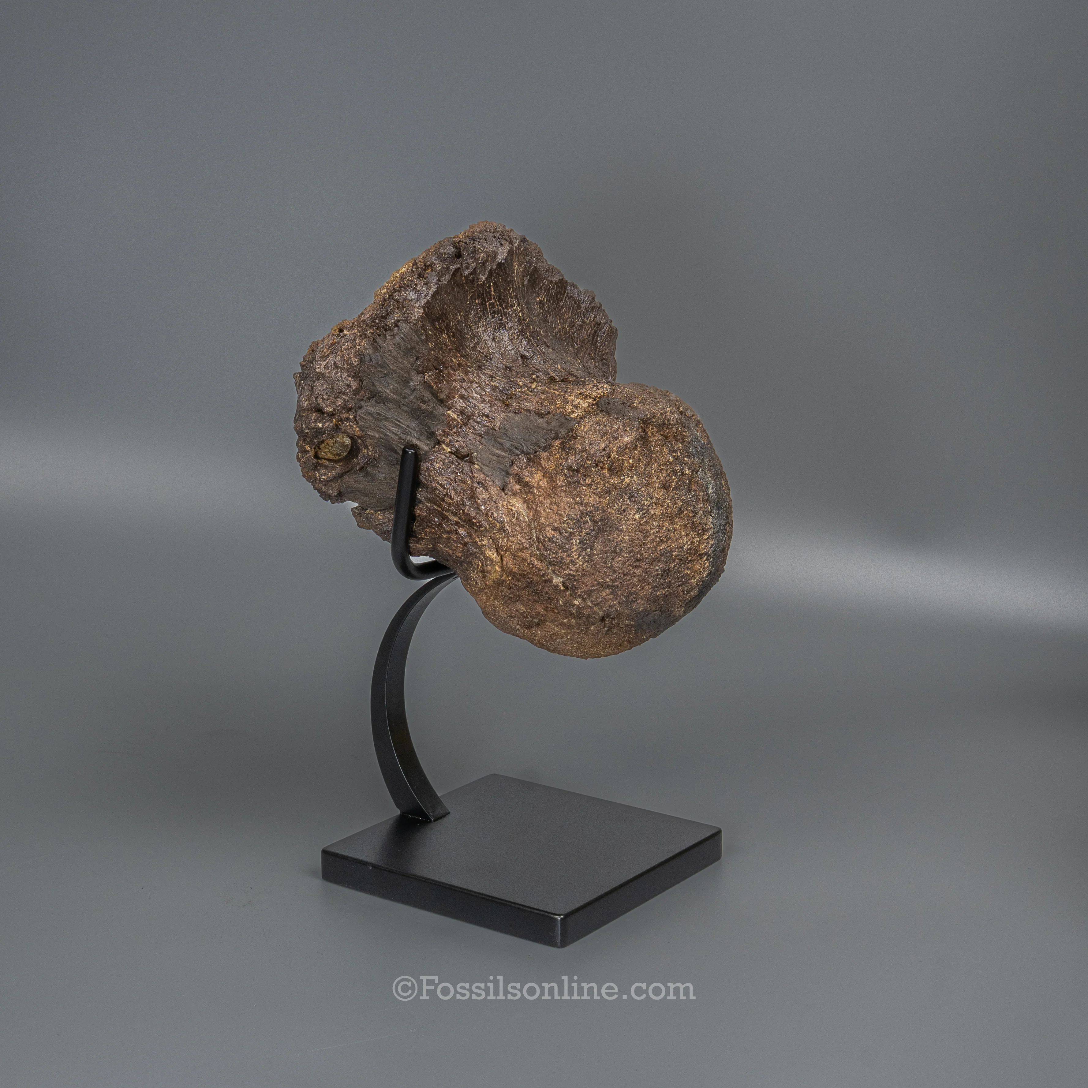 LG Triceratops Occipital Condyle on Display Stand - Image 3