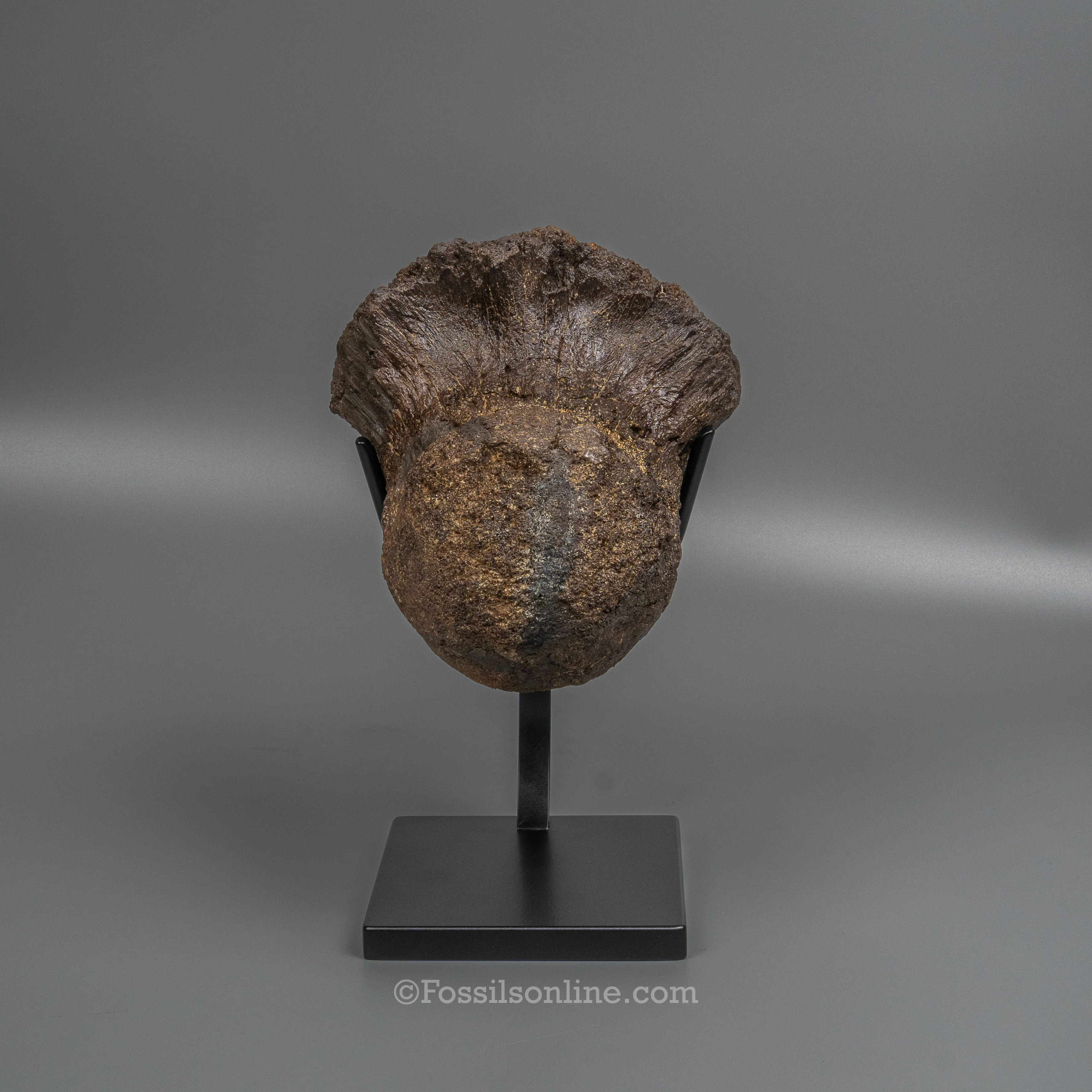 LG Triceratops Occipital Condyle on Display Stand - Image 4