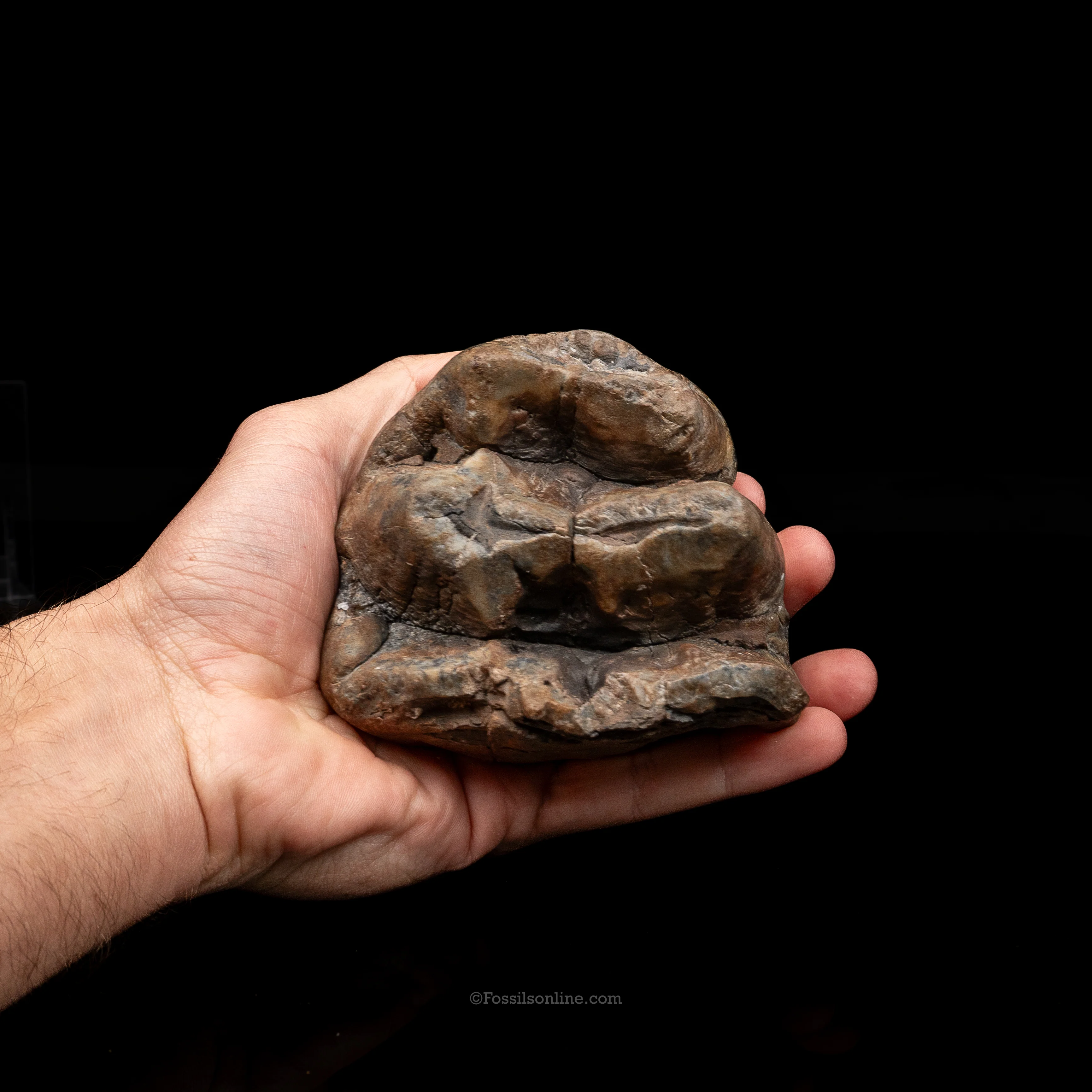 Mastodon Tooth w/stand - Image 2