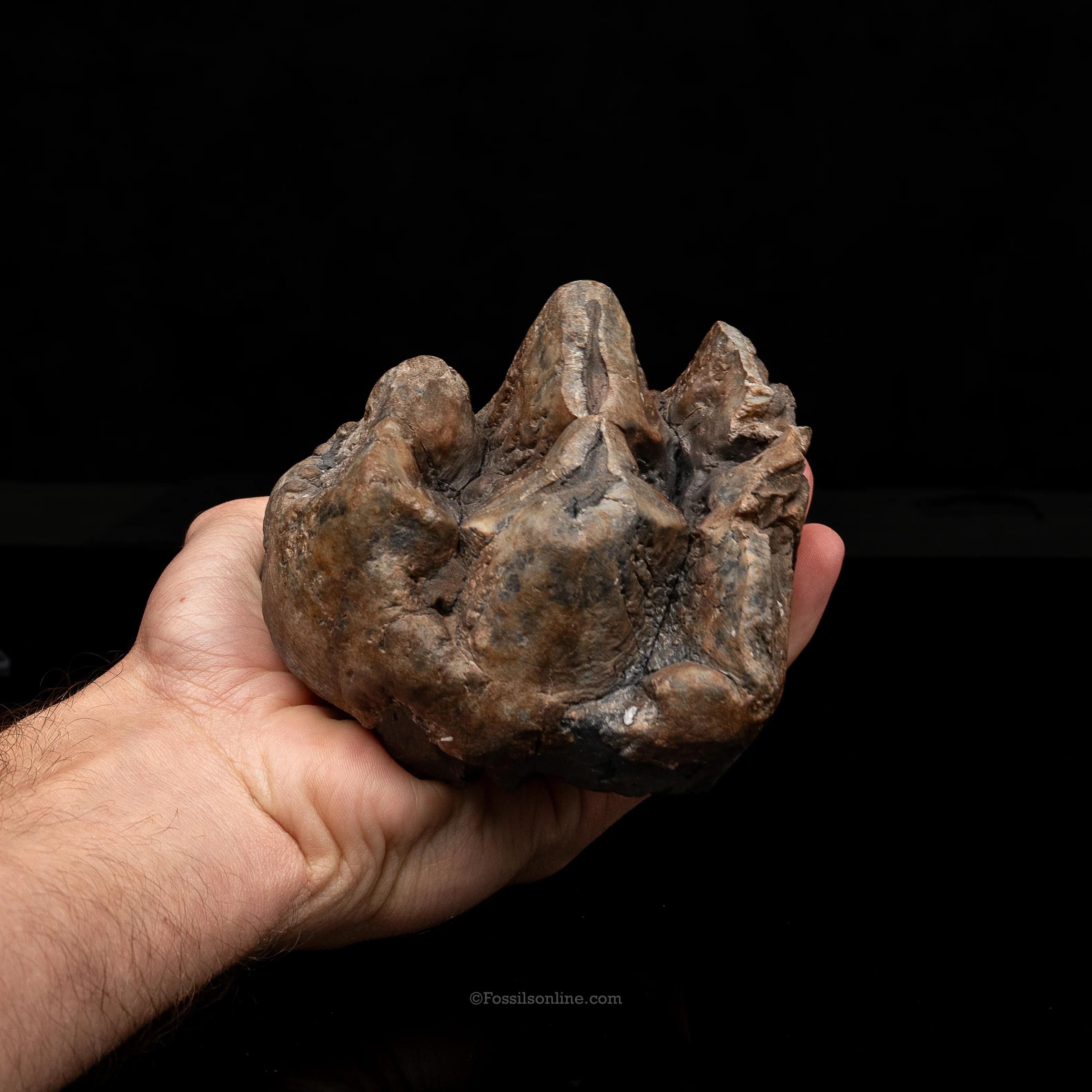 Mastodon Tooth w/stand - Image 3