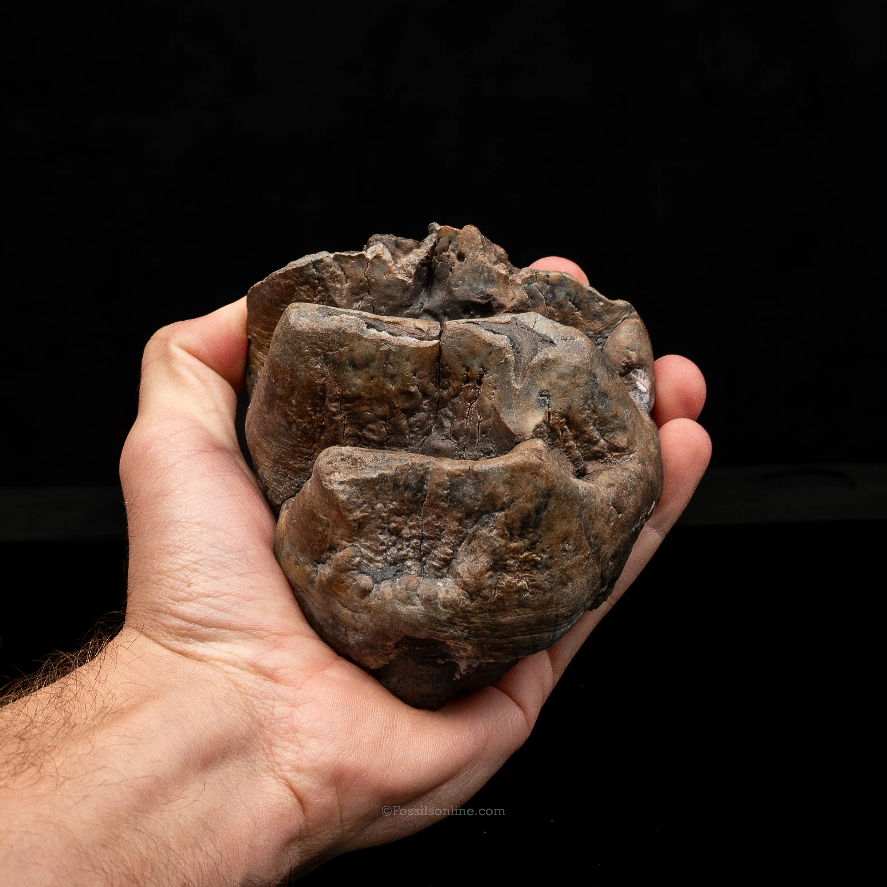 Mastodon Tooth w/stand - Image 4