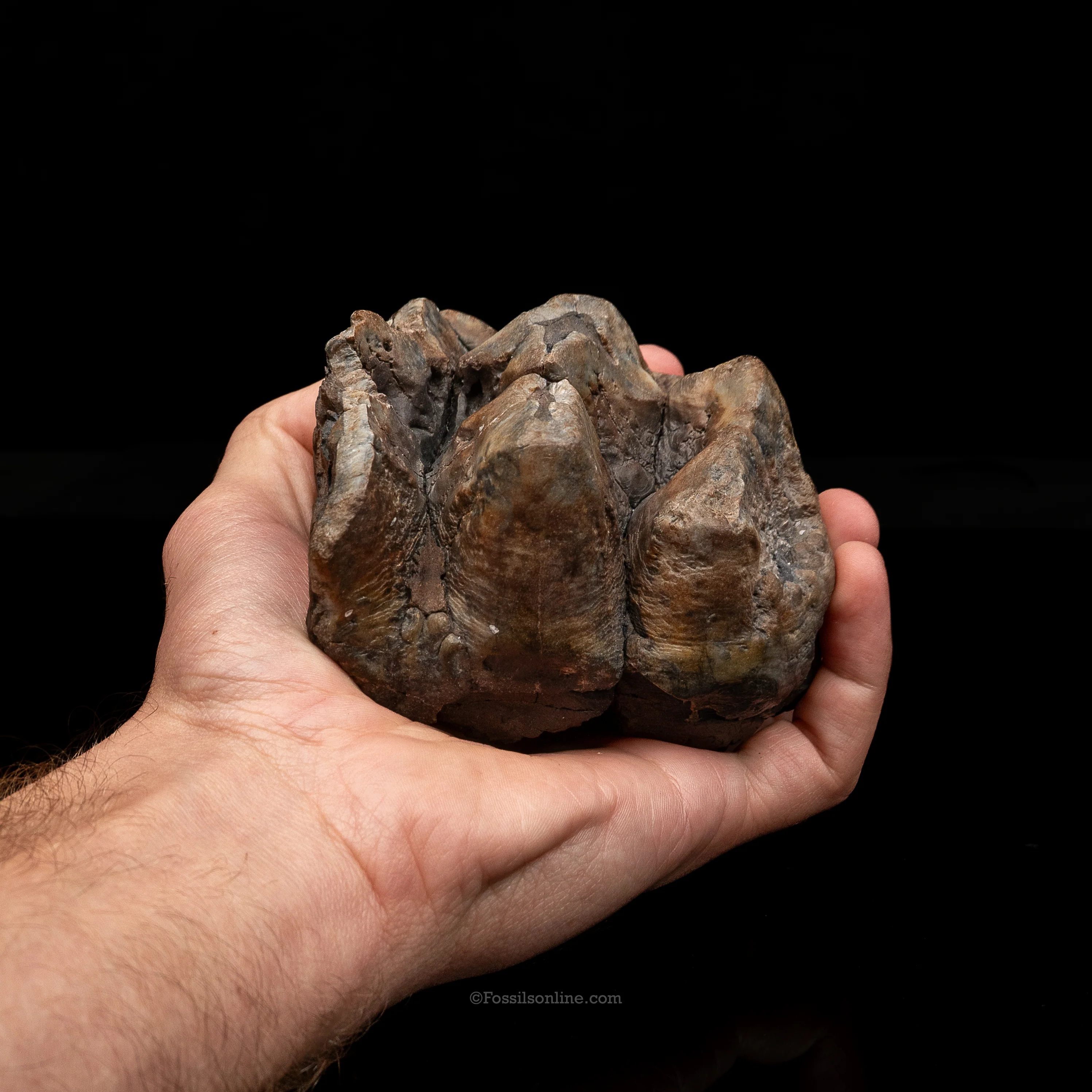Mastodon Tooth w/stand - Image 5