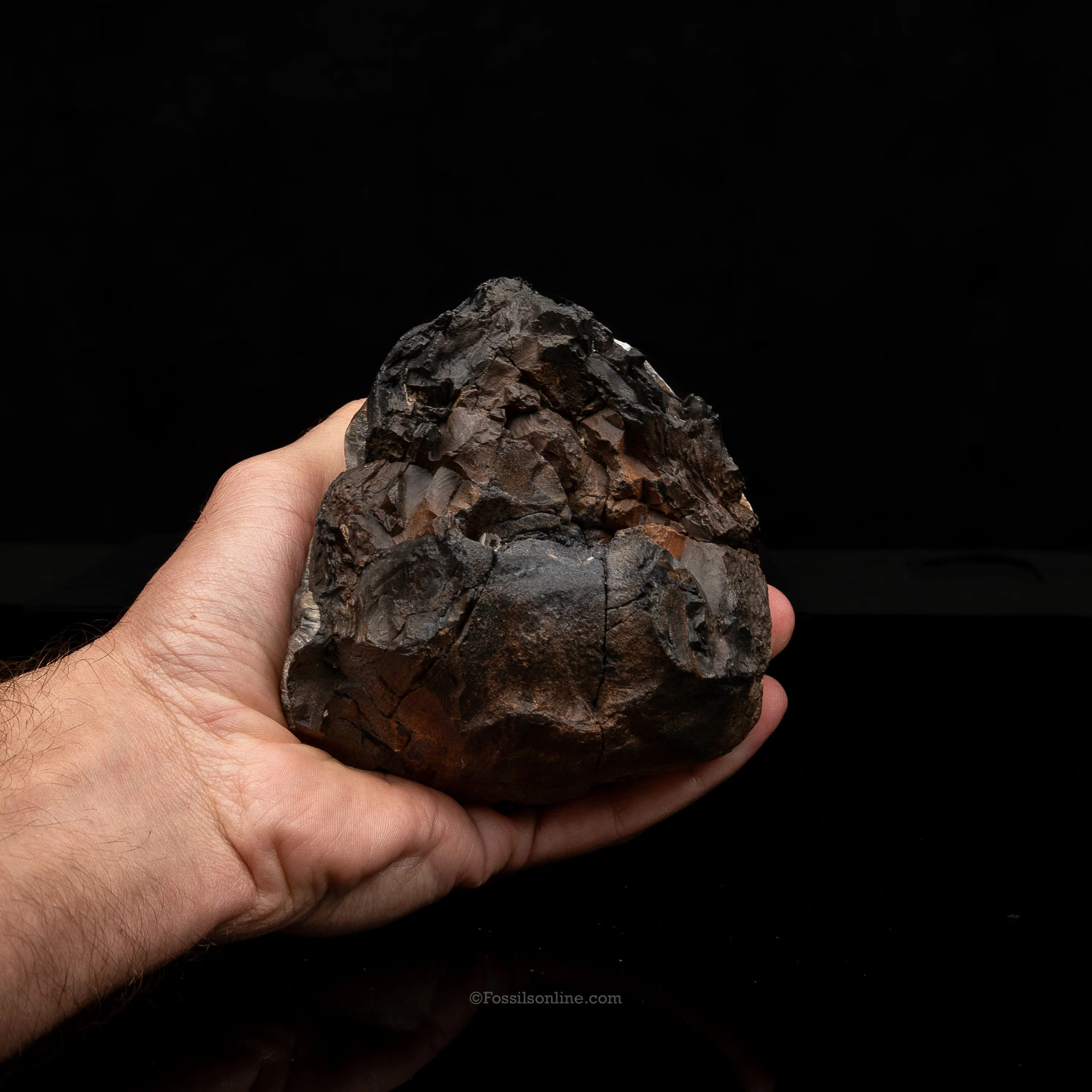 Mastodon Tooth w/stand - Image 6