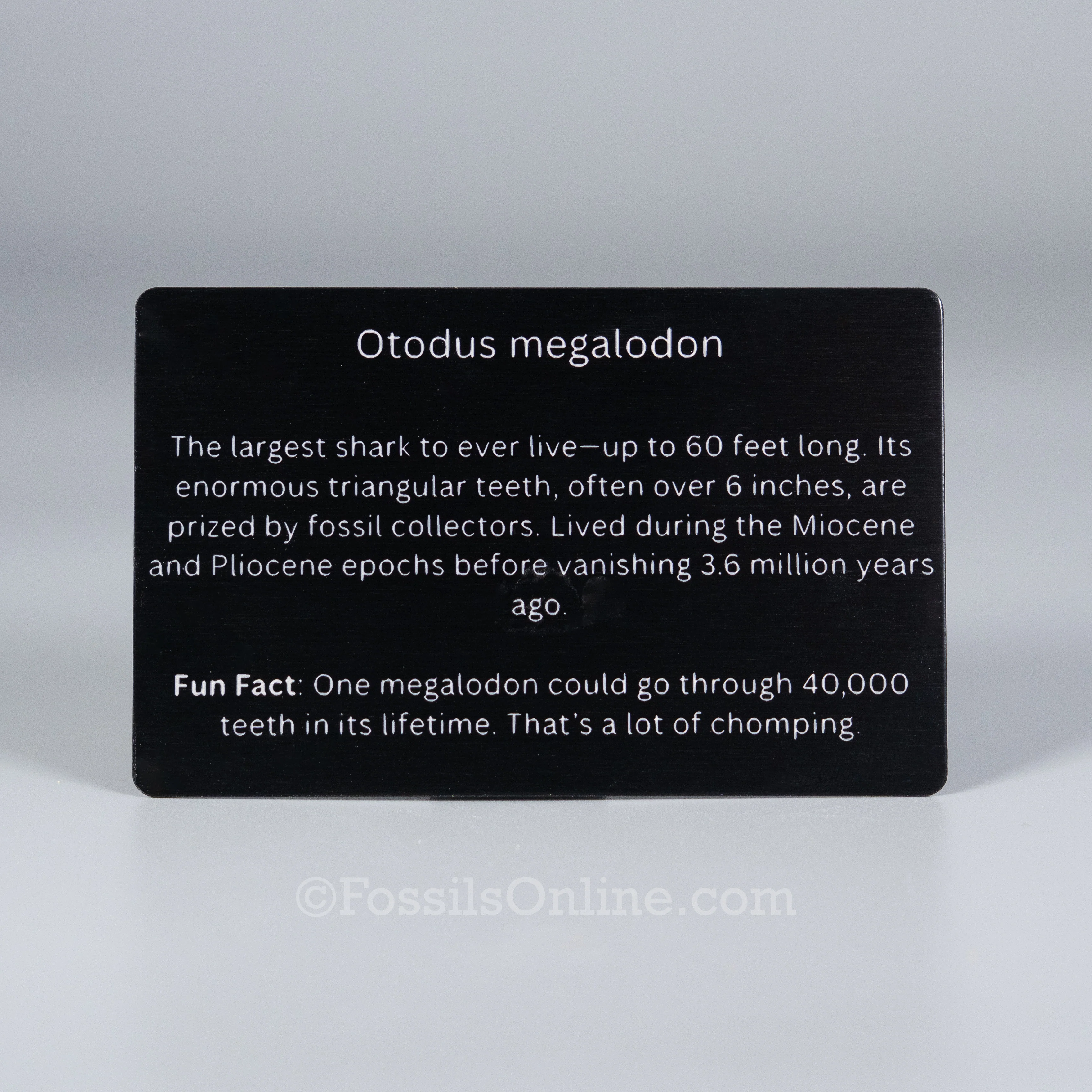 Megalodon Fossil ID Card - Image 3