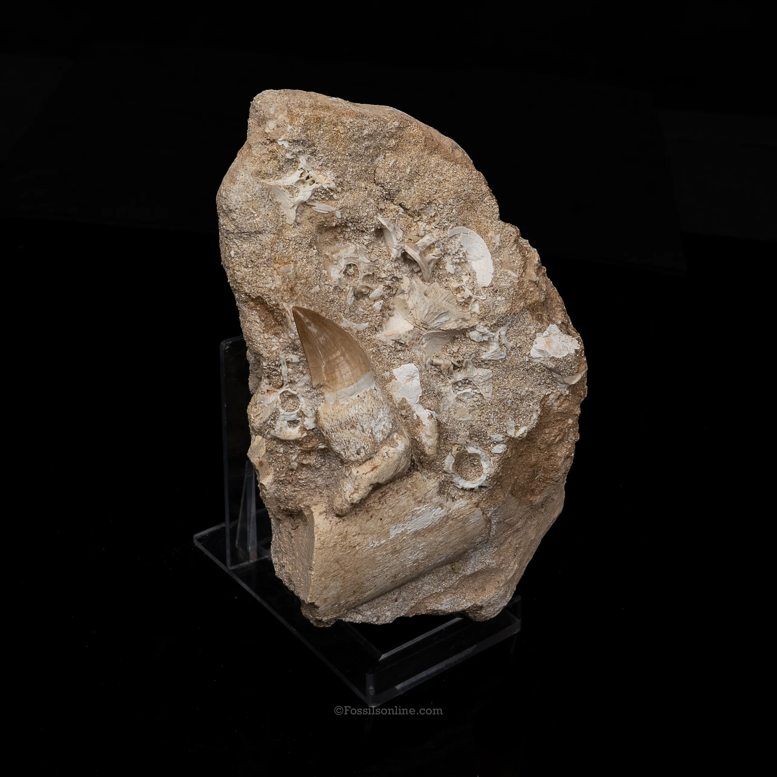 Mosasaur Jaw in Matrix - Image 2