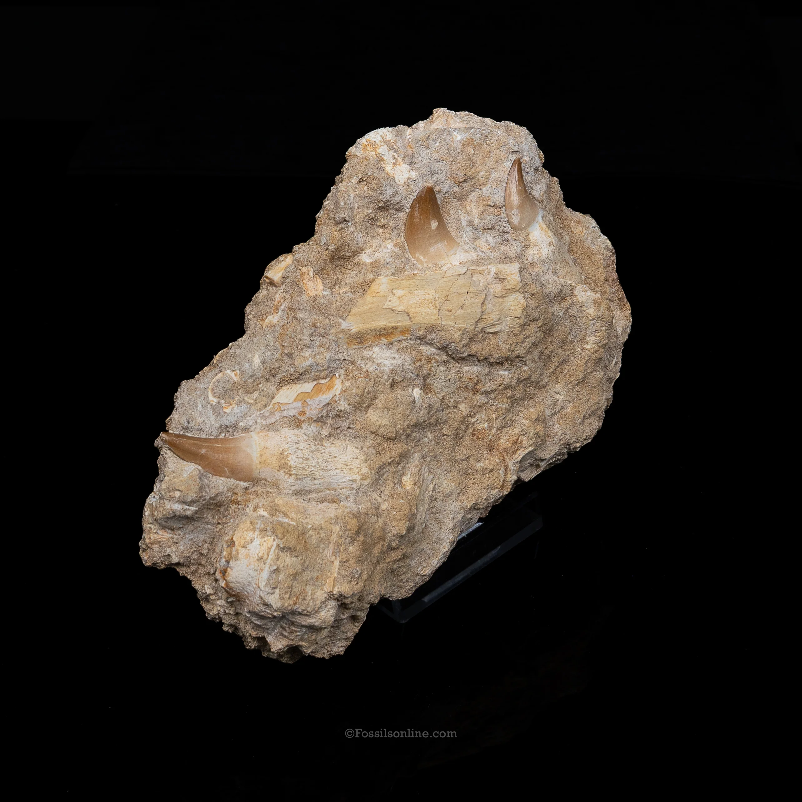 Mosasaur Jaw in Matrix - Image 2