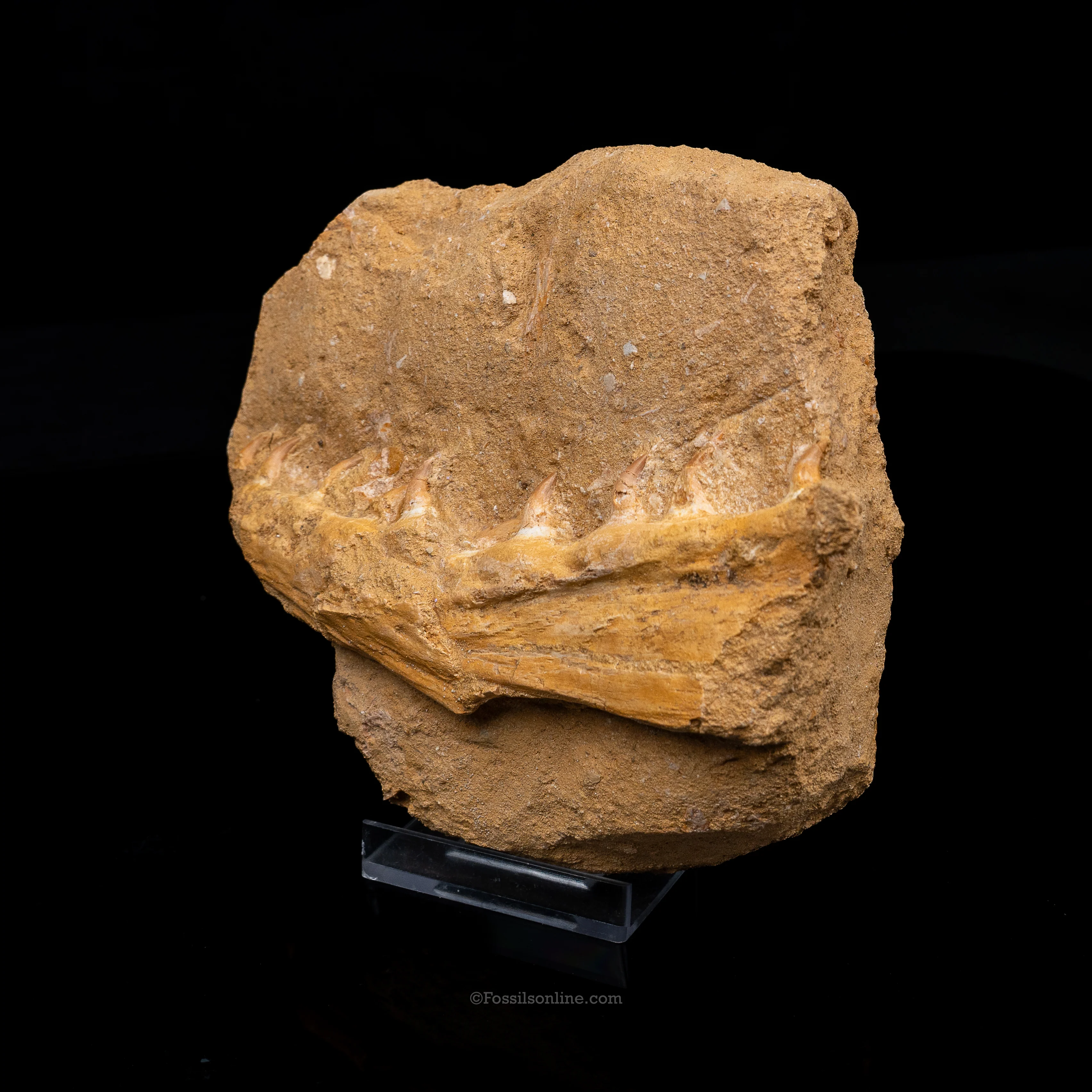 Mosasaur Jaw in Matrix - Image 2