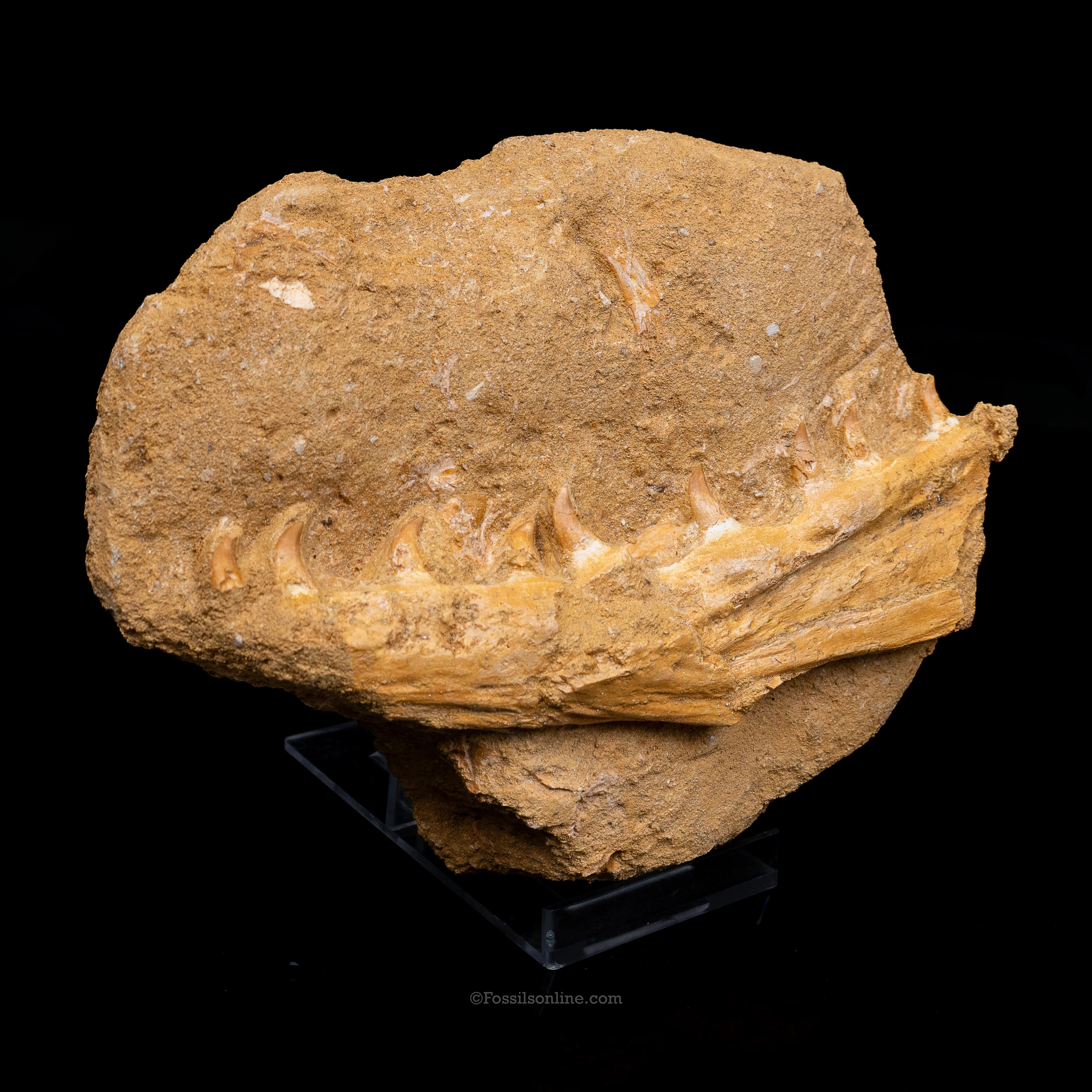 Mosasaur Jaw in Matrix - Image 3