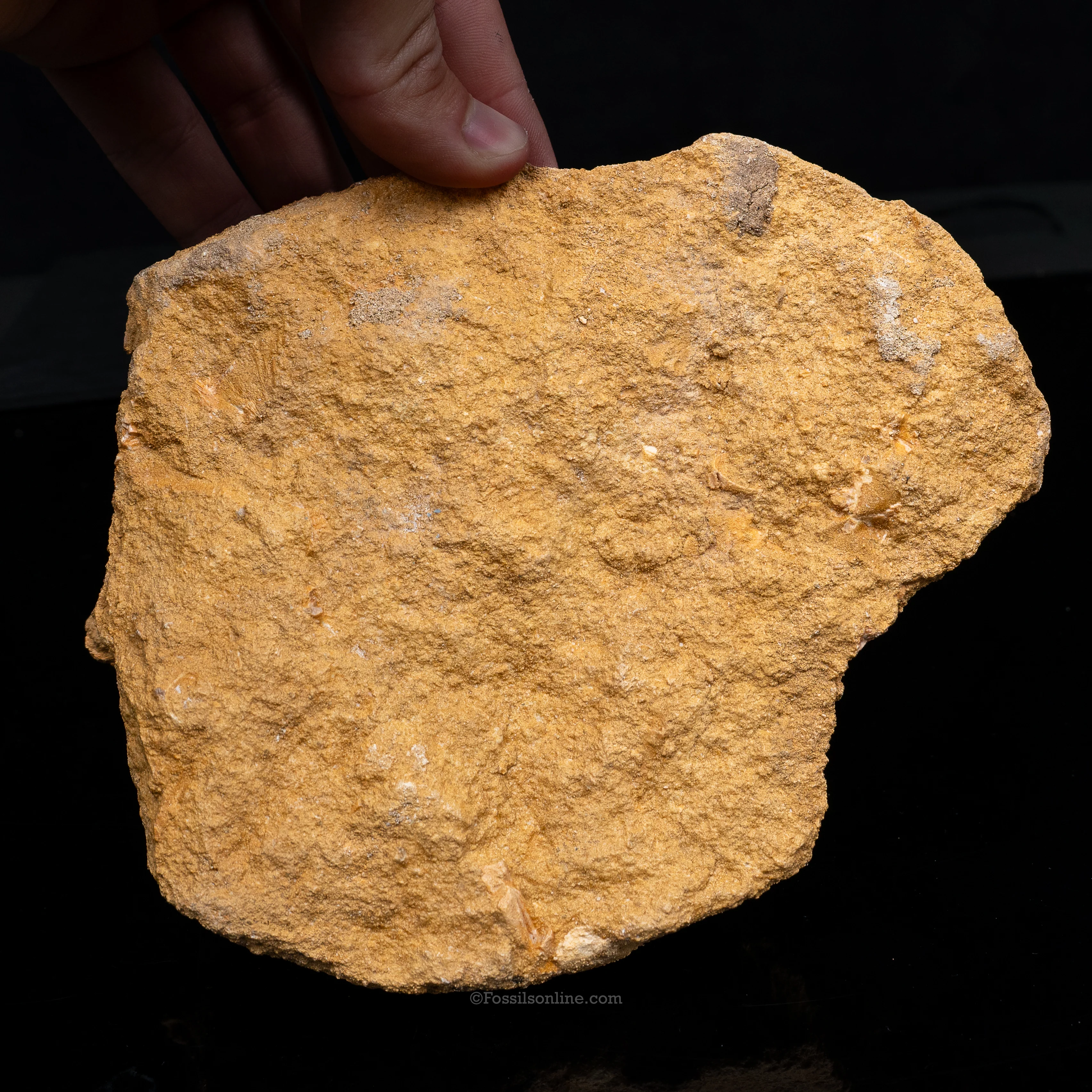 Mosasaur Jaw in Matrix - Image 4
